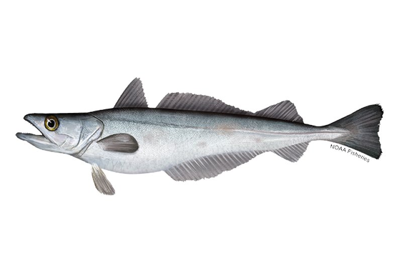 Hake