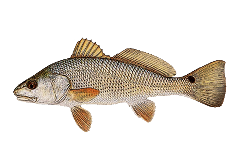 Corvina — ST. AUGUSTINO USA