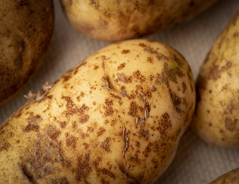 RLC_1178-Potato1-web.jpg