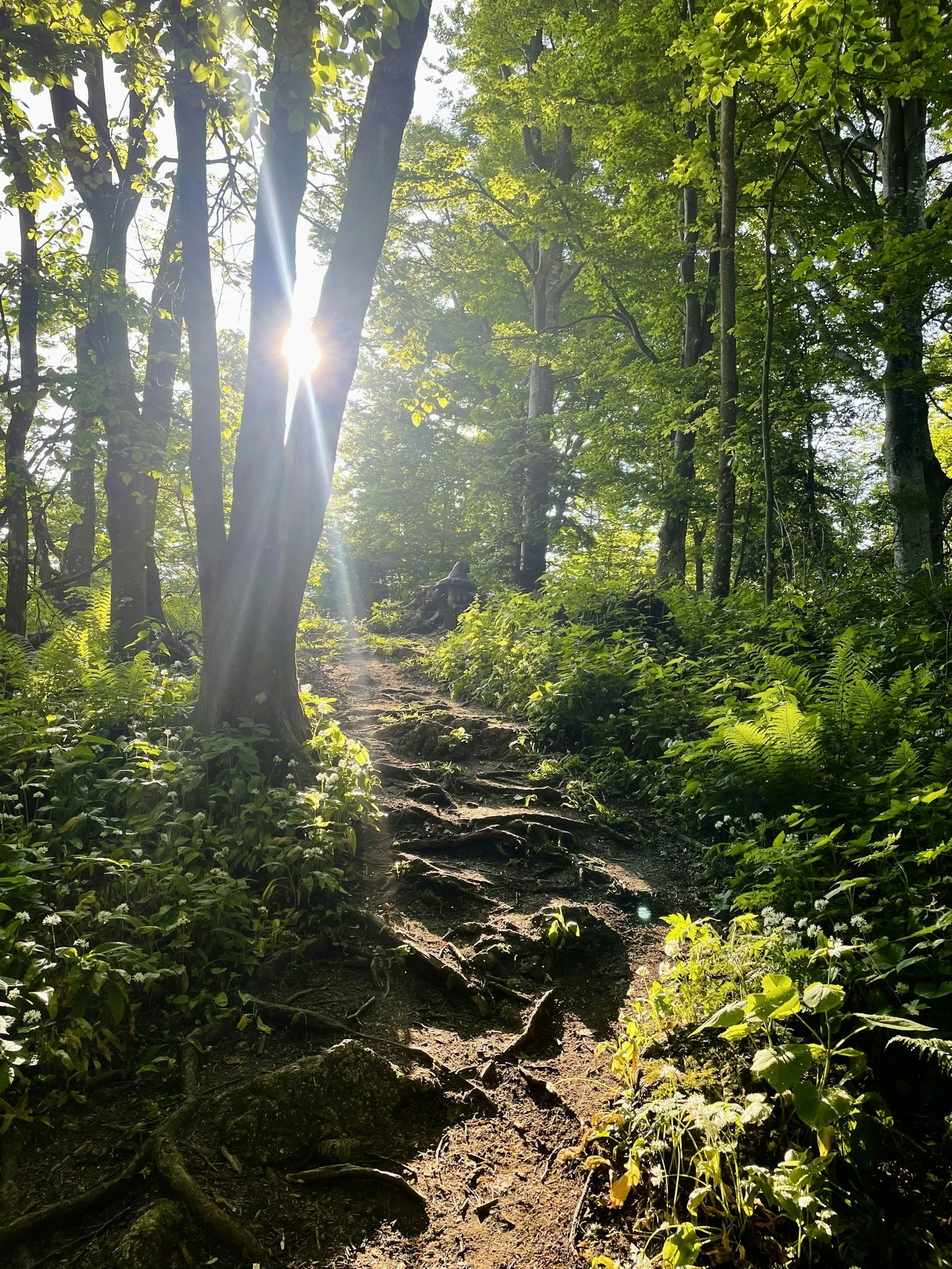 Bright sunlight shining through the dense green leaves of tall trees along a woodland trail, with exposed roots and plant growth along the forest floor.
