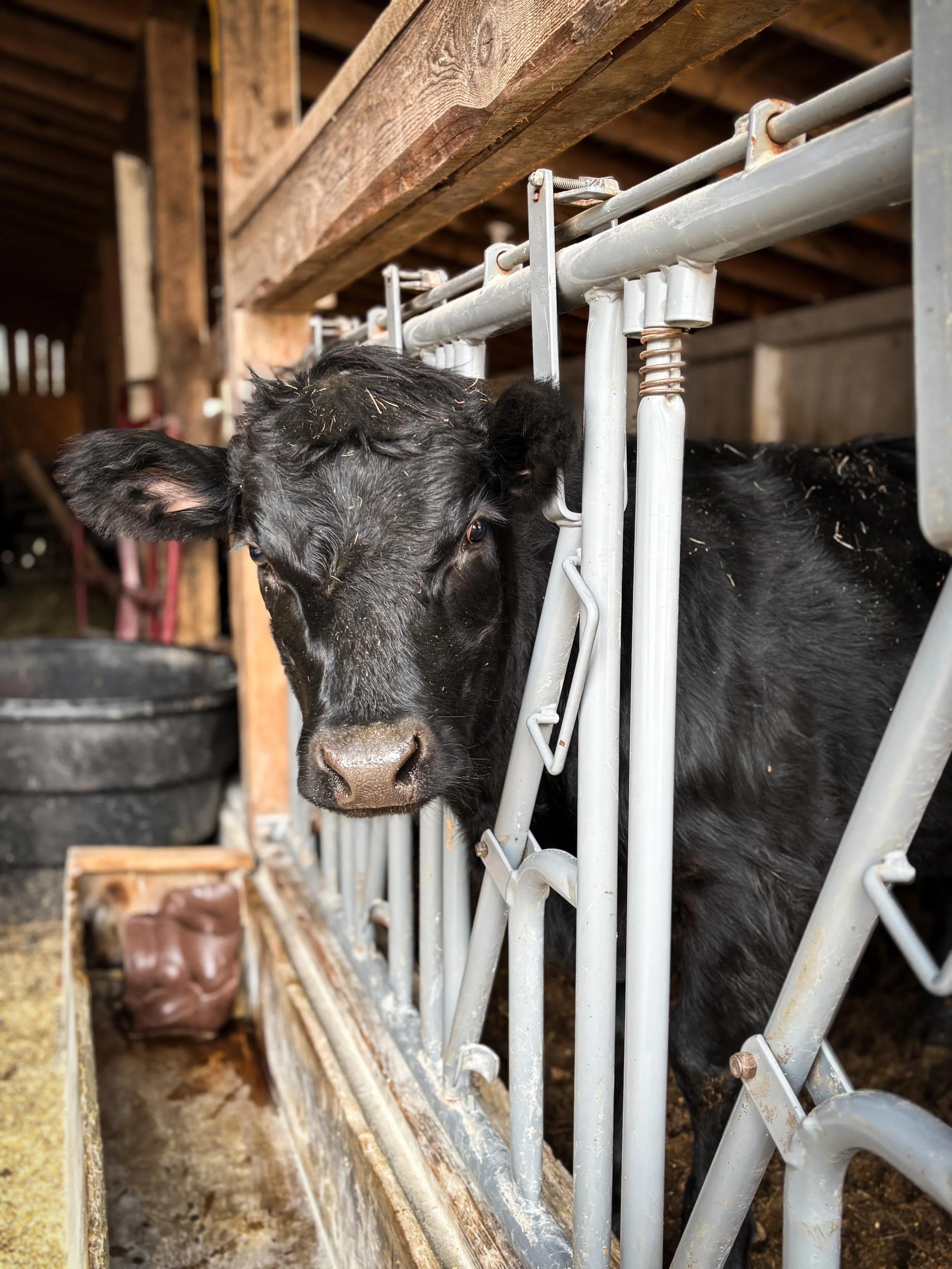 A young calf curiously pokes his head through the gate.