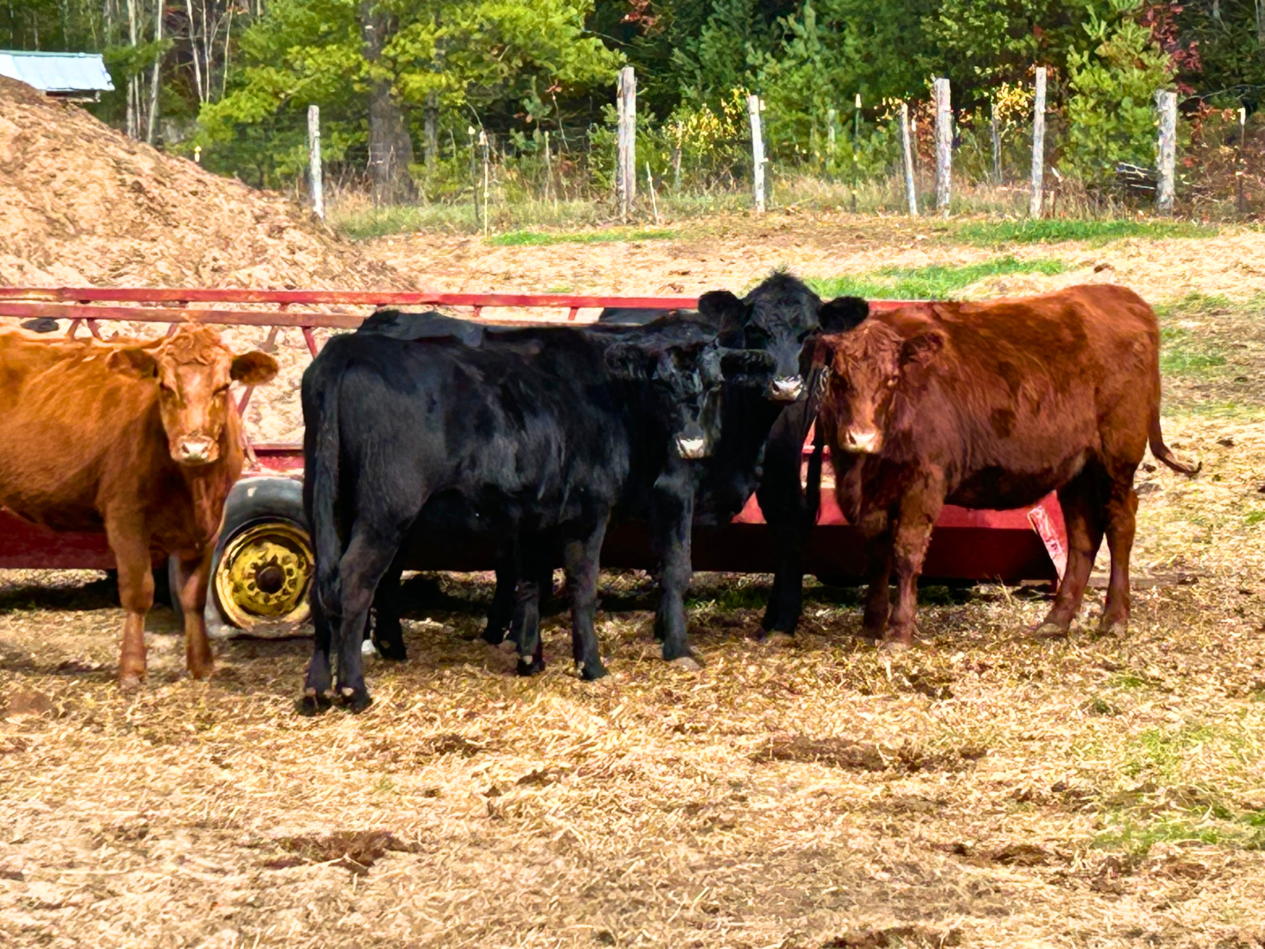 Red and Black Angus on the Day Family Farm