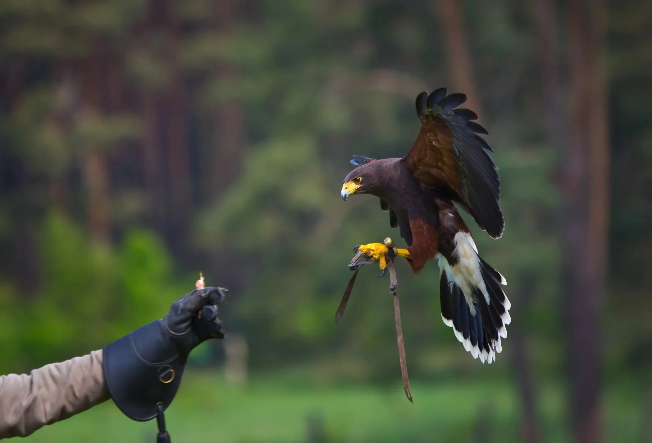 Falconry excursion near Tuxedo, NY in the Hudson Valley
