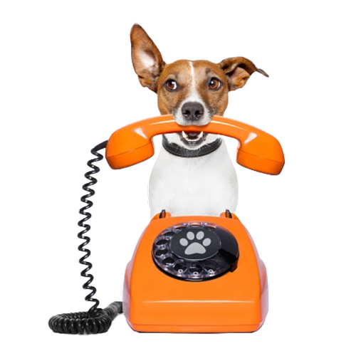 Hund mit einem orangefarbenen Telefon