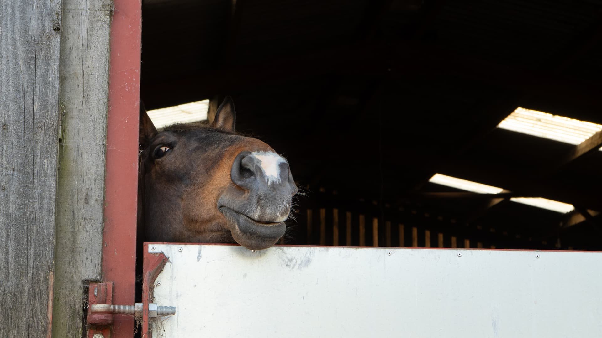 Livery Services — Alstone Court Riding Establishment