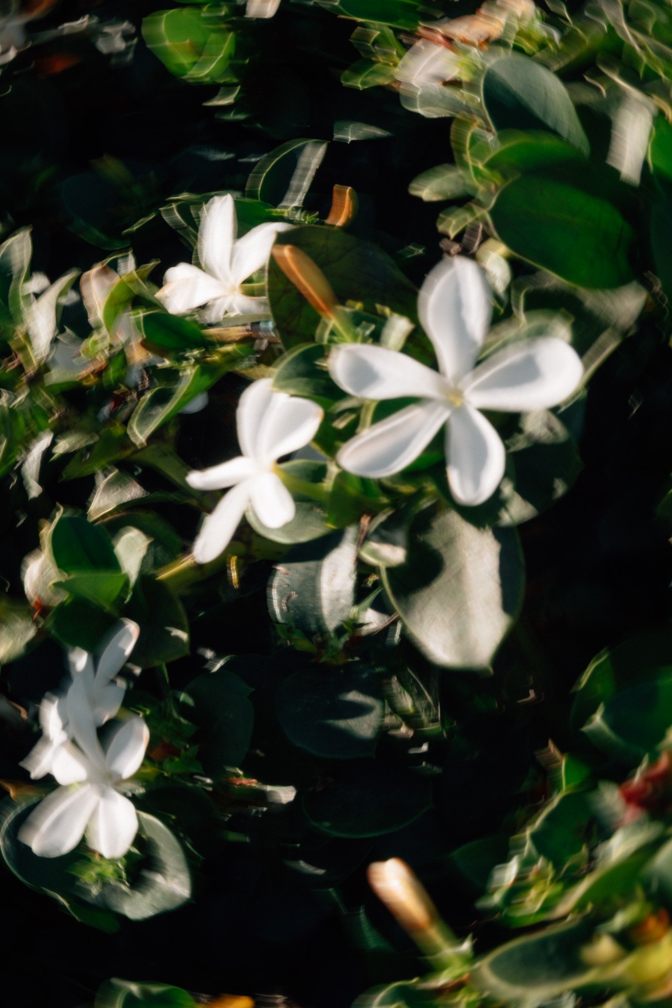 DSCF6233.jpg