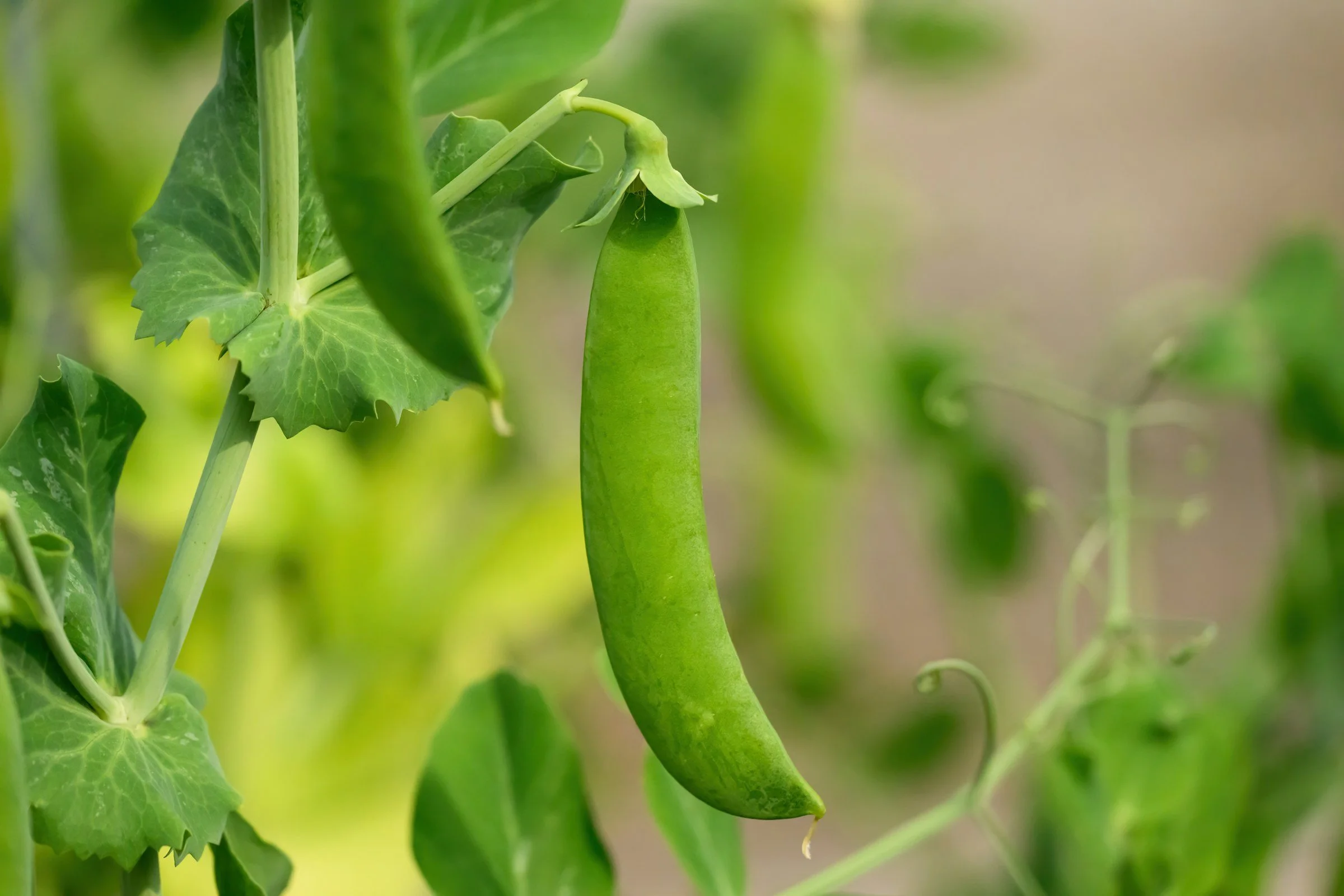 Igniting Your Inner Apothecary—Growing a Nutrient-Rich Garden