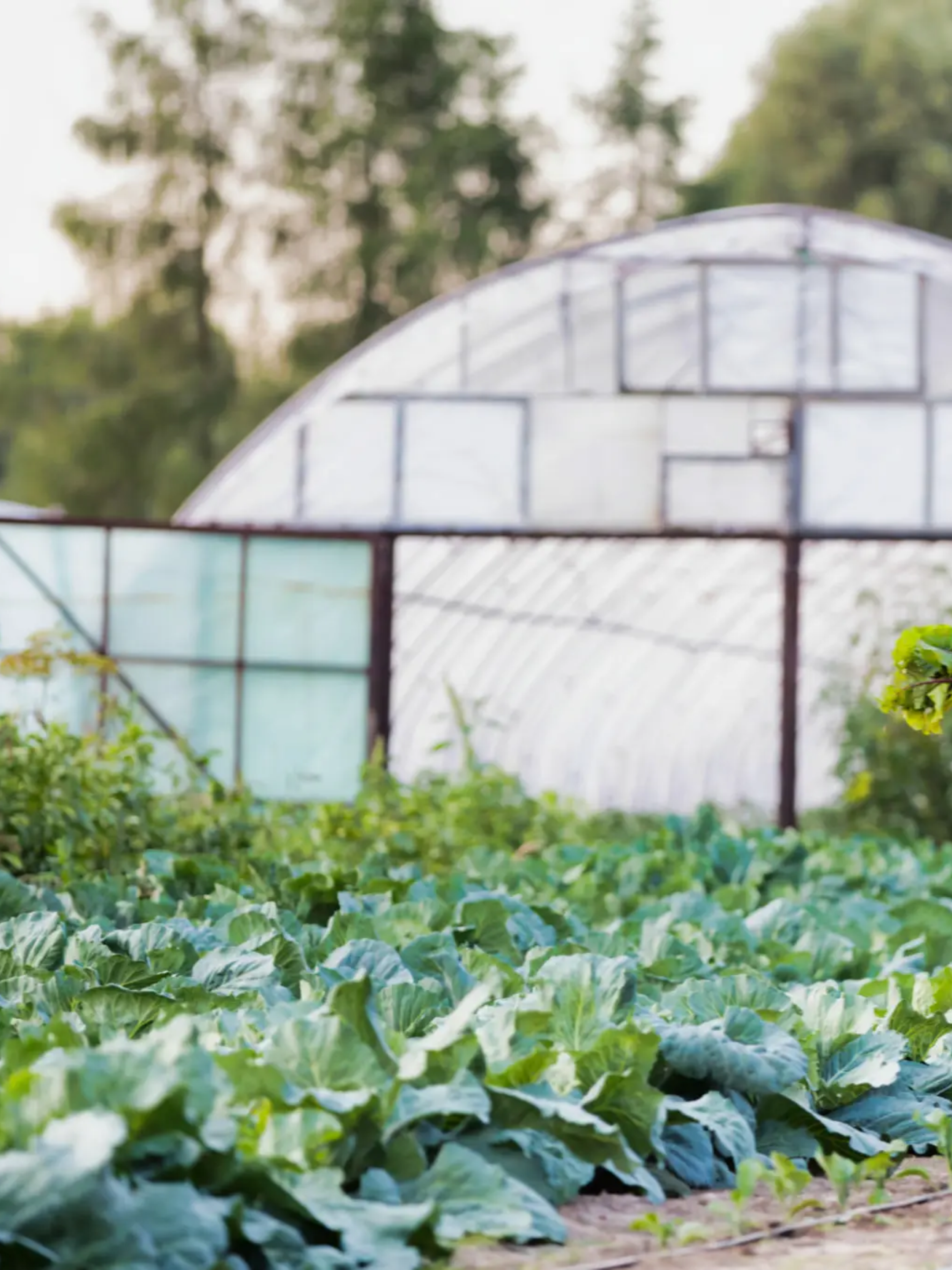 The Art of Shopping Local—Exploring the Hidden Gems Beyond the Farmers’ Market