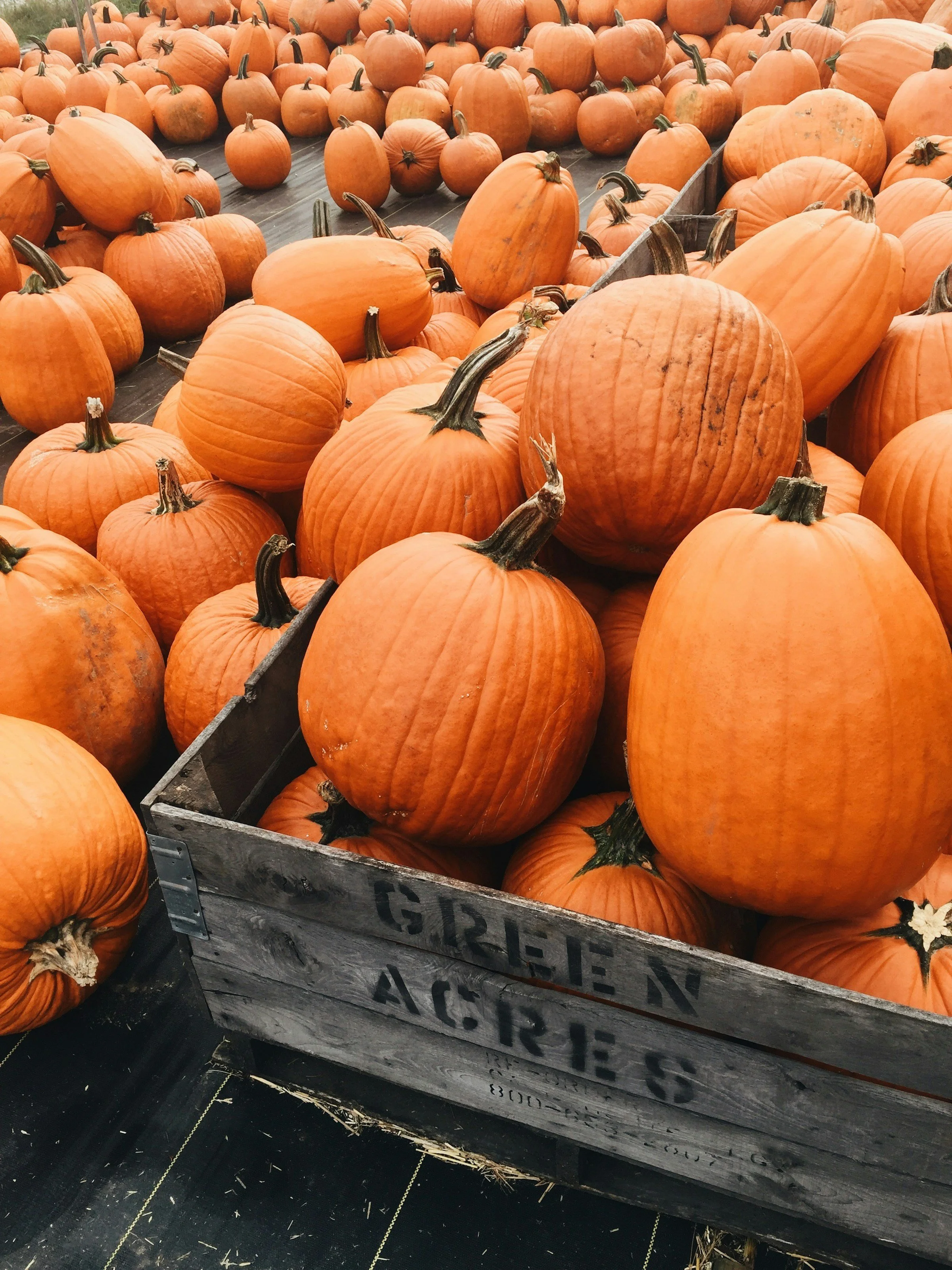 The Art of the Harvest—Honoring the Ingredients