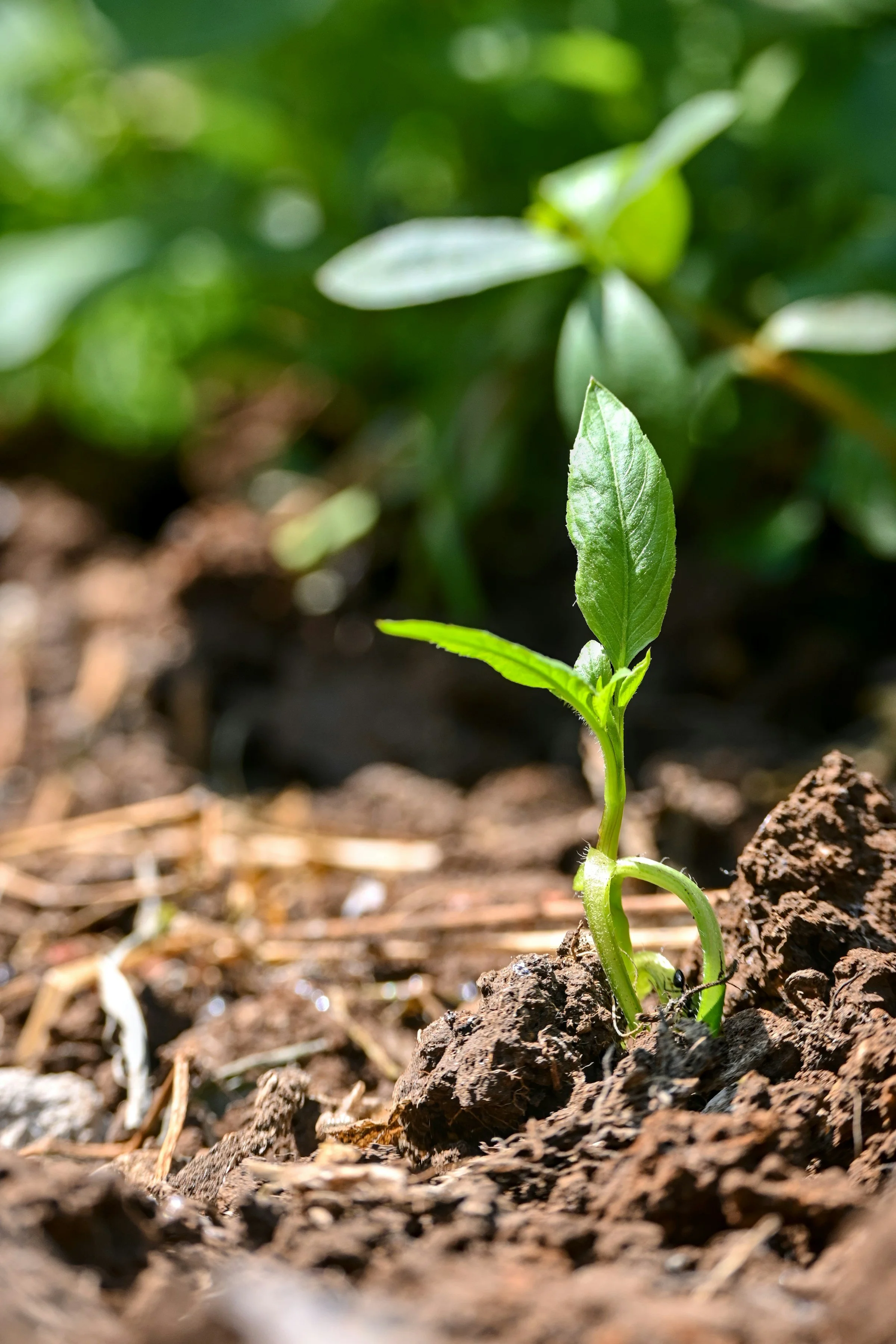 Sowing Seeds—Tips and Tricks for Optimal Germination
