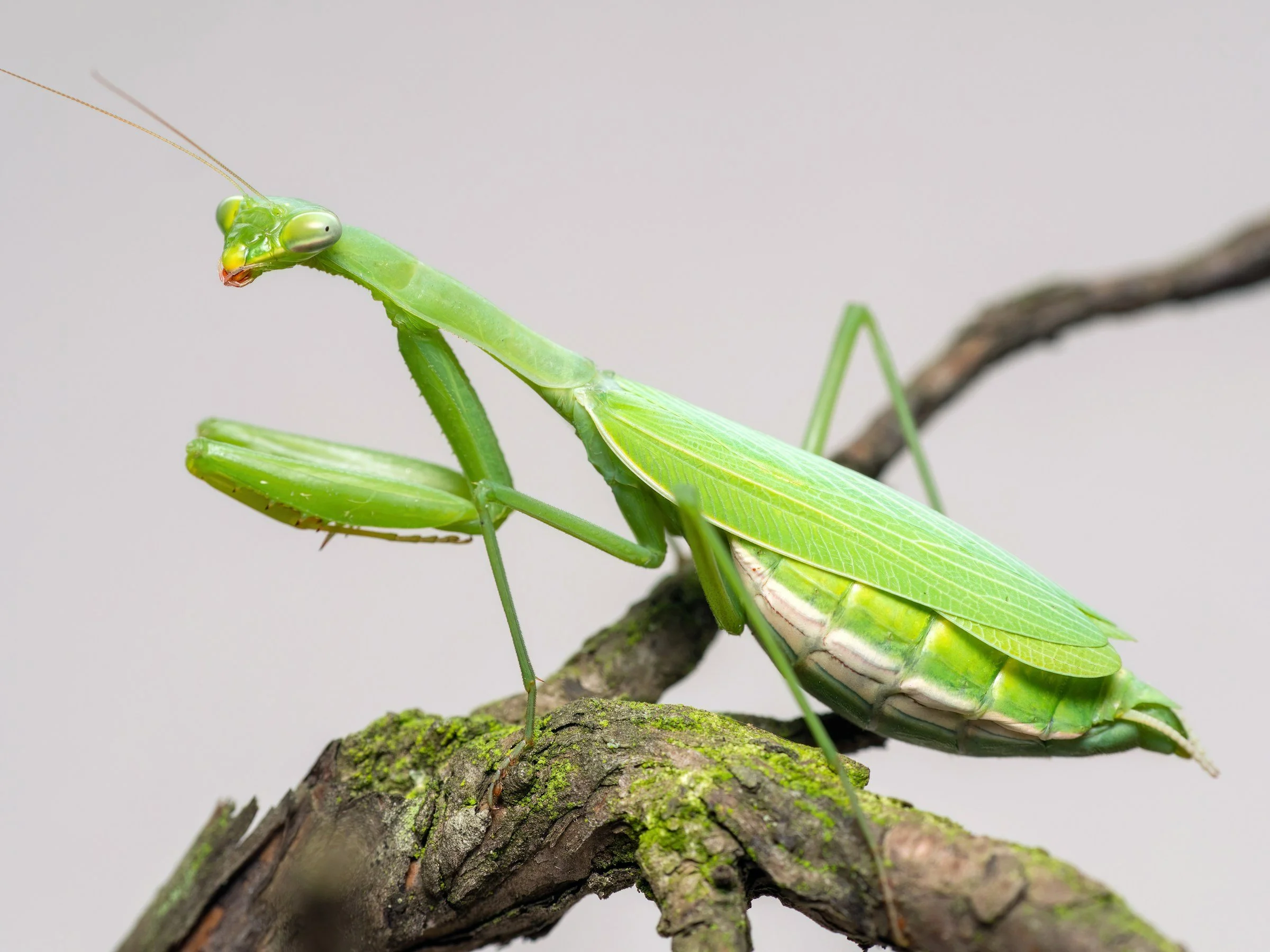 Natural Pest Control—Harnessing Predators for a Balanced Garden