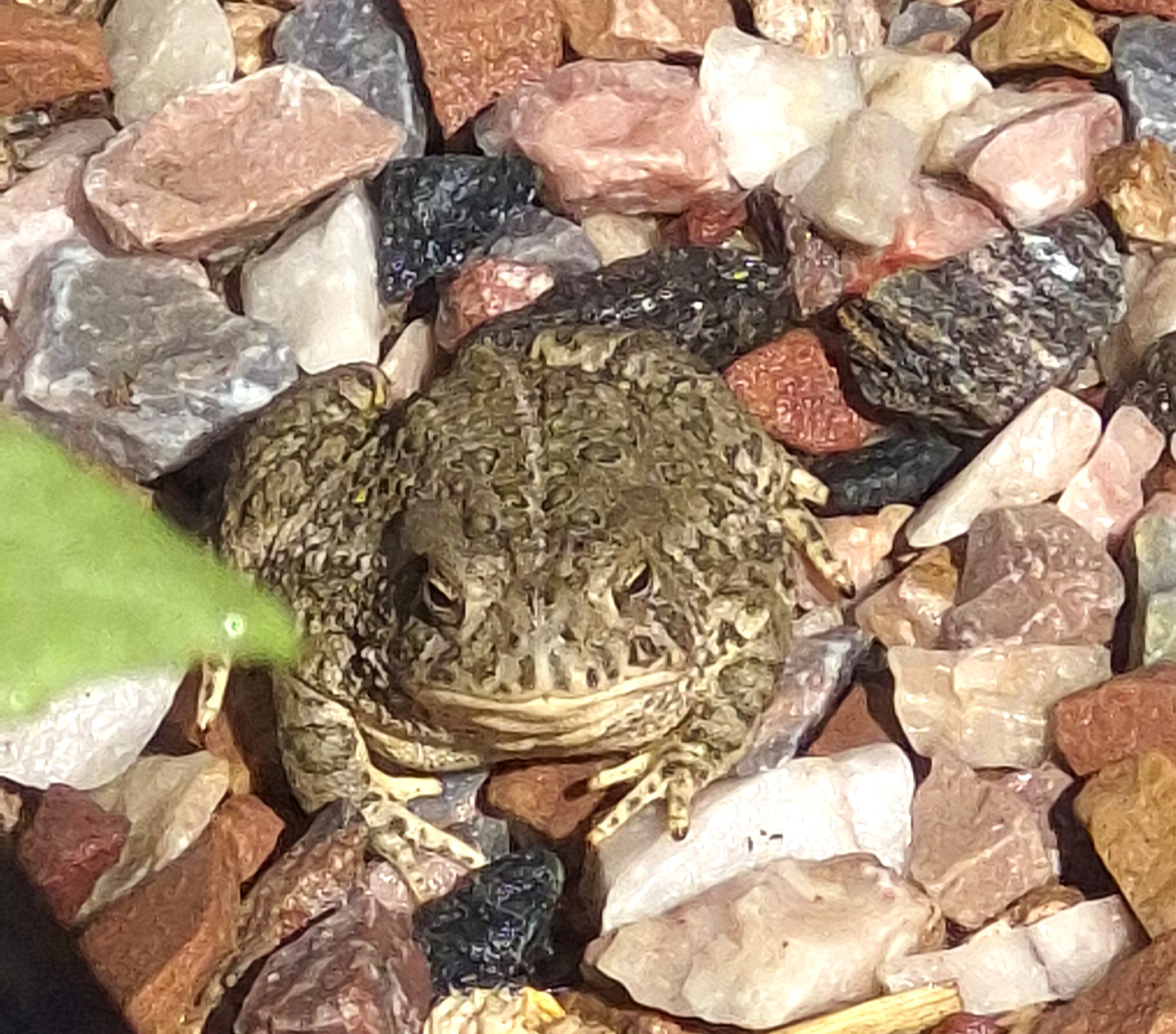 Natural Pest Control—Advanced Strategies for Using Predators