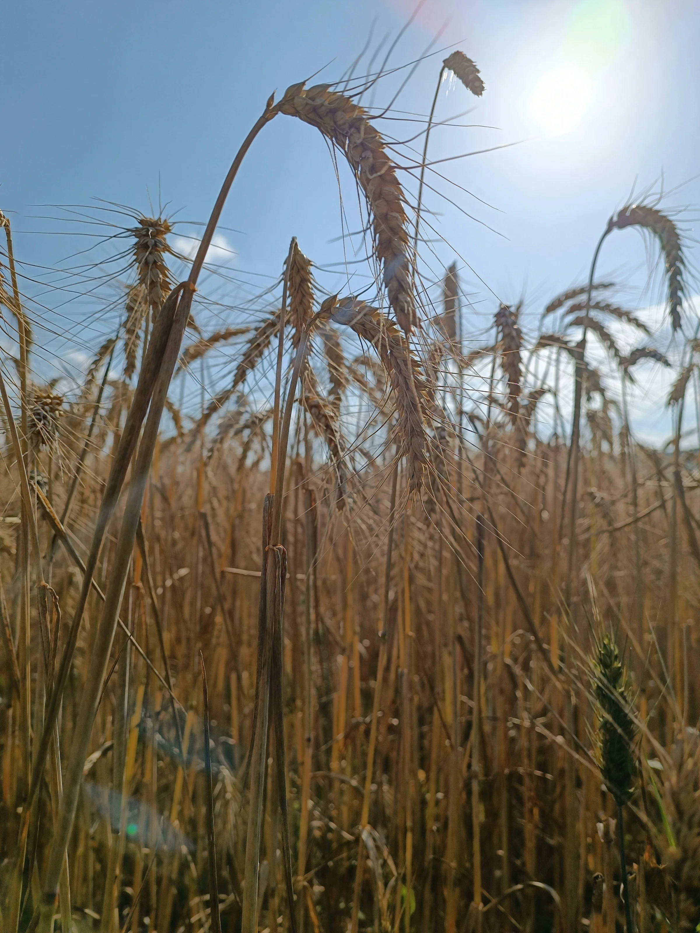 Managing Heat Stress for Late-Season Crops