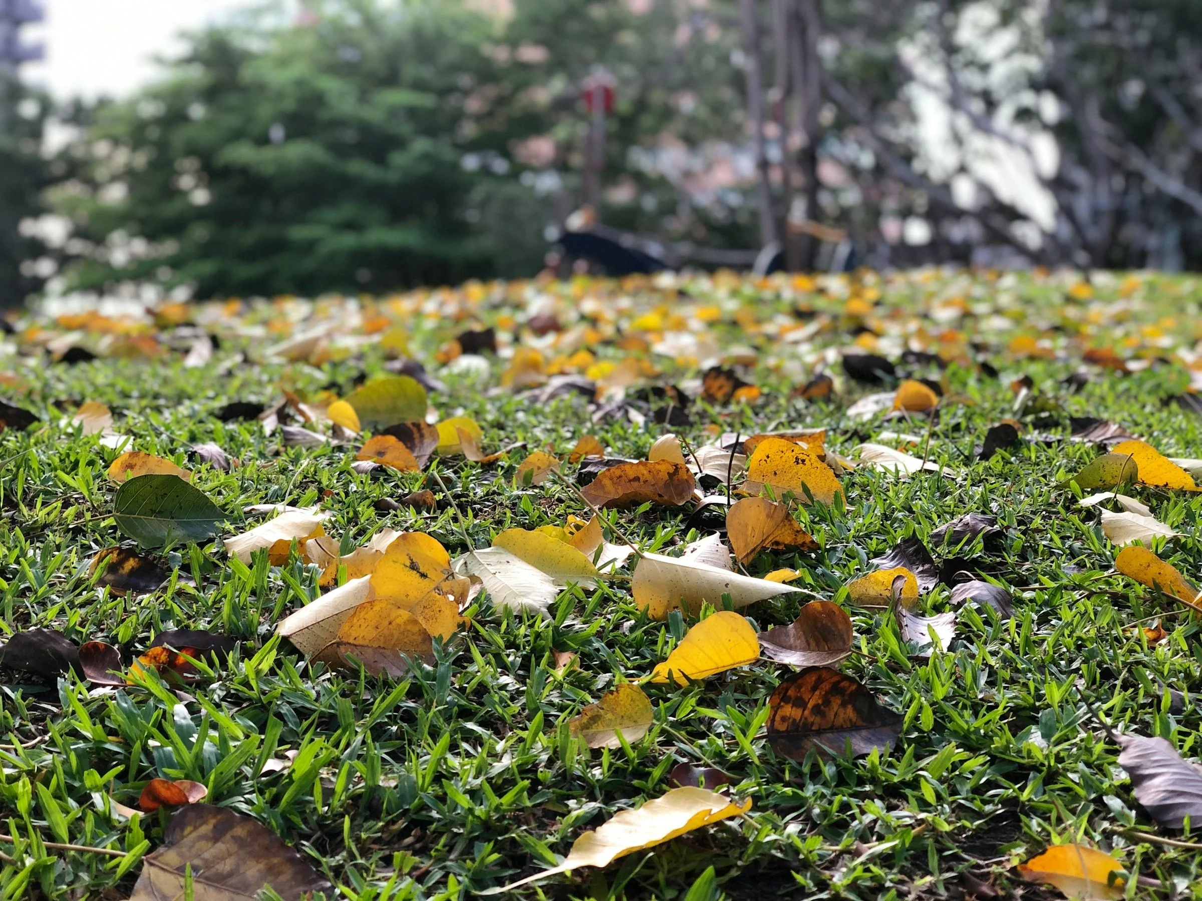 Basic Maintenance Membership