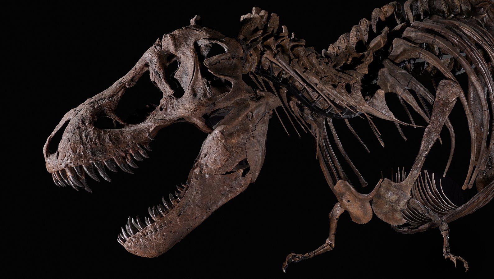 A Natural Rebrand for the Natural Science Museum