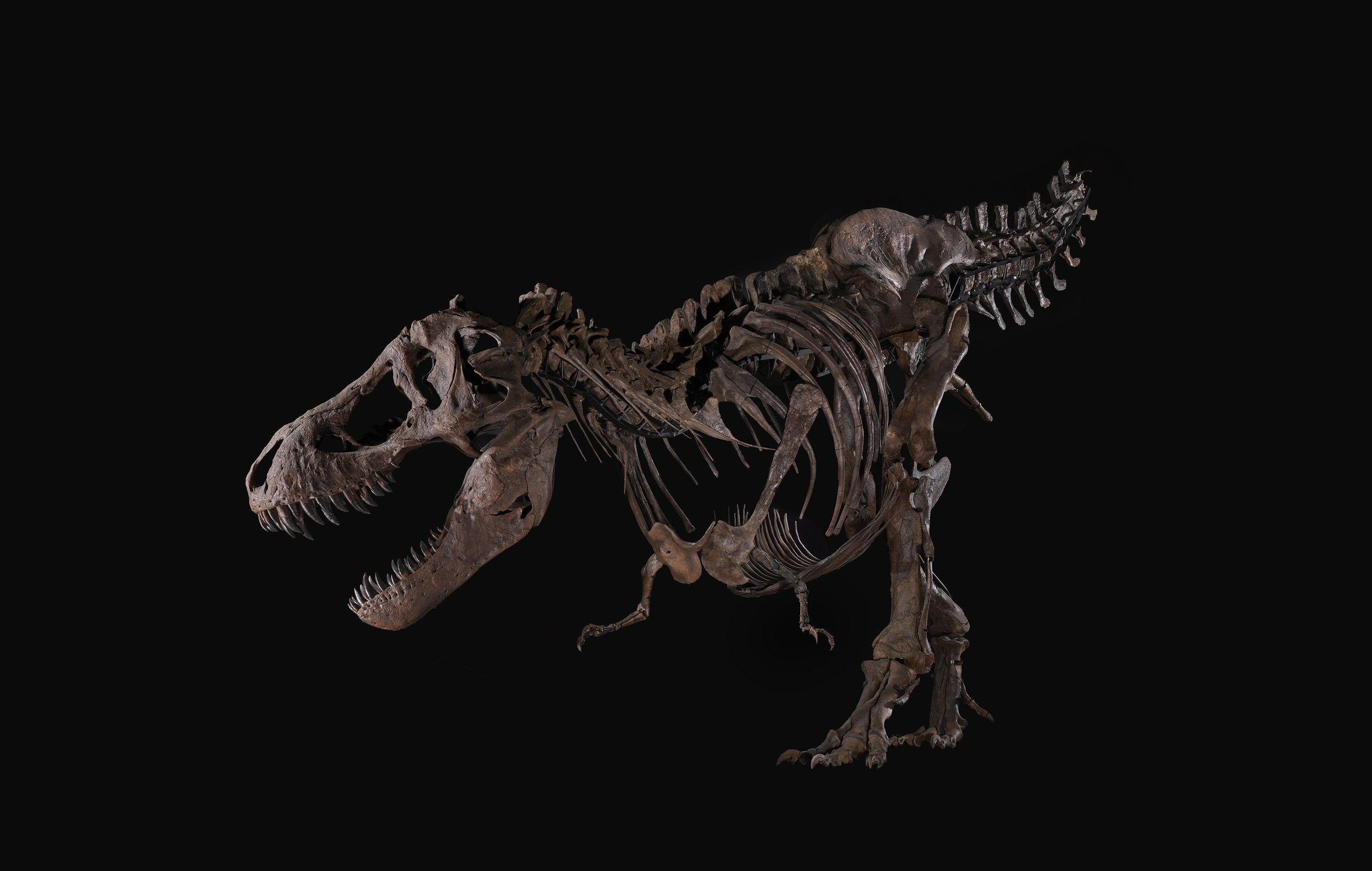 Wyrex pic-site.jpg