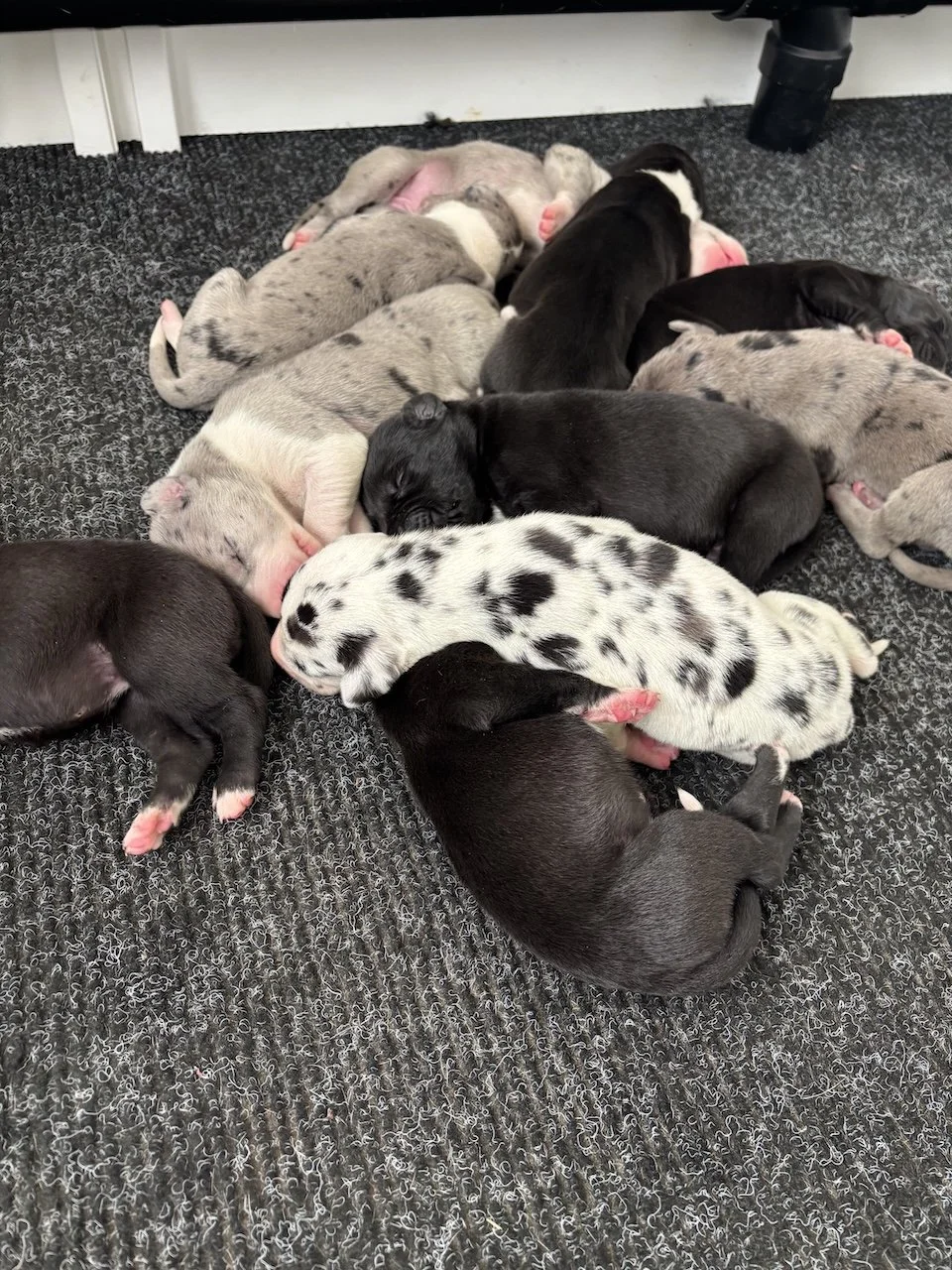 new-puppy-litter-brickhouse-danes.jpg