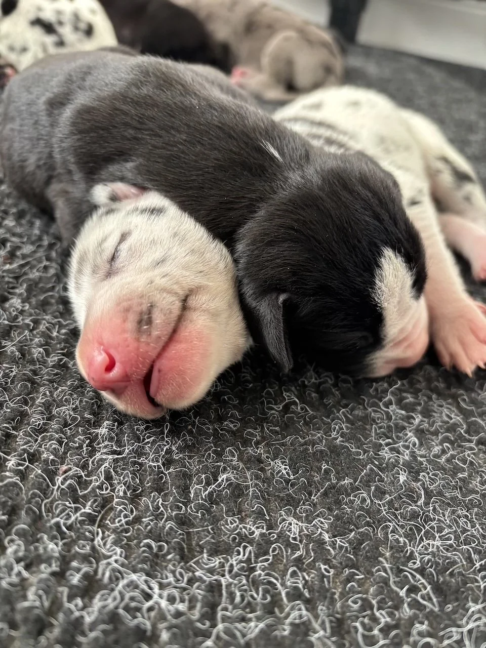 great-dane-puppies-for-sale-near-me.jpg