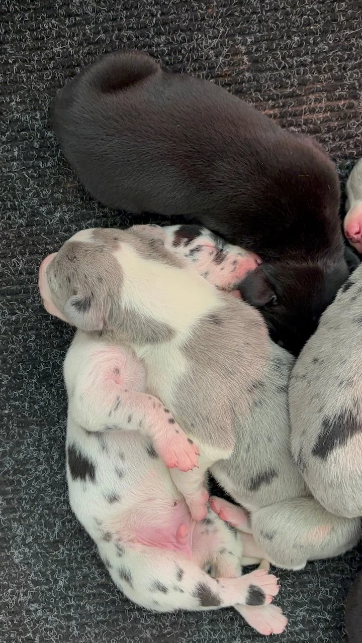 new-great-dane-puppy-litter-brickhouse-danes.jpeg