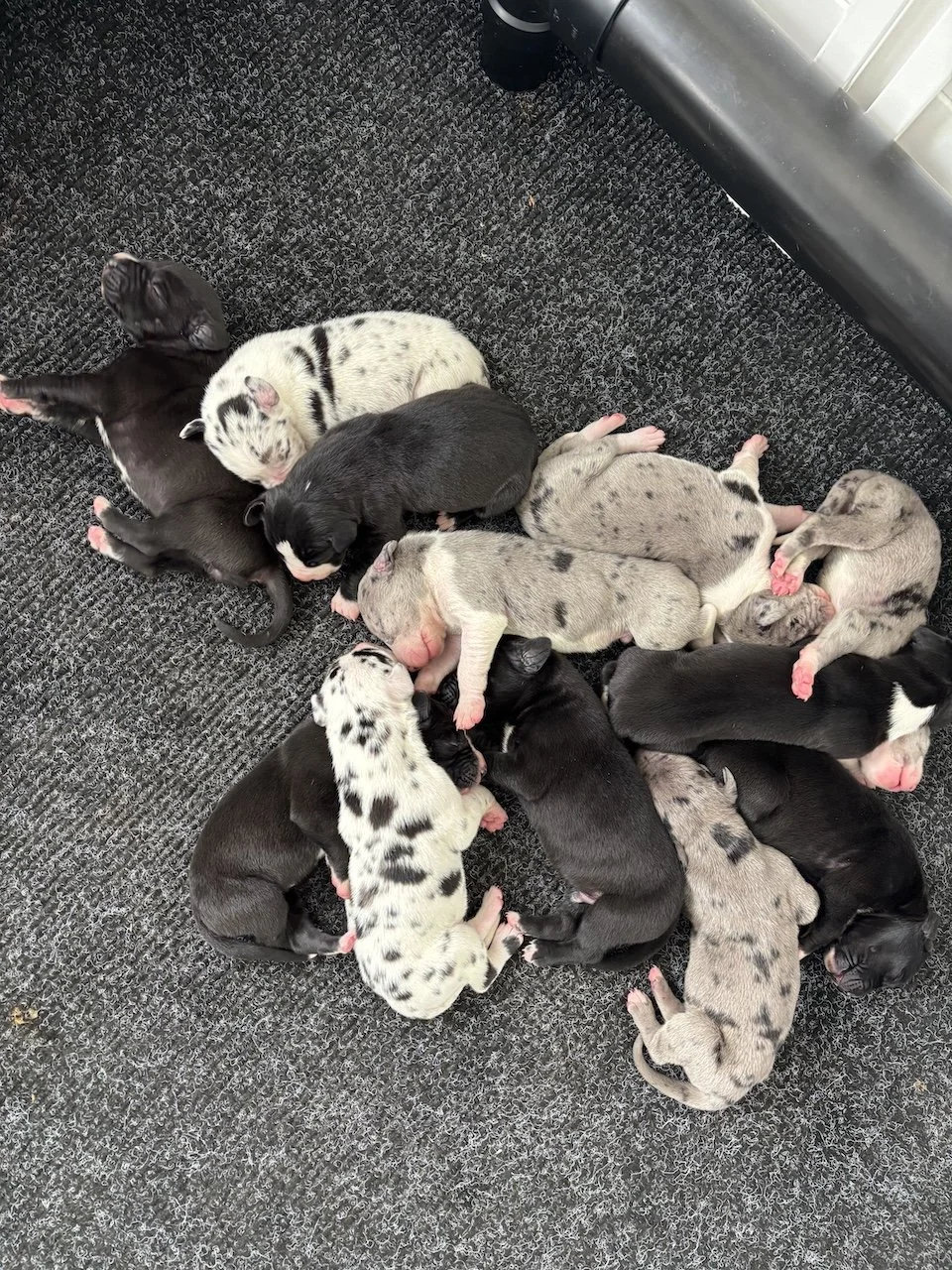 brickhouse-danes-new-puppy-litter-april-2026.jpg