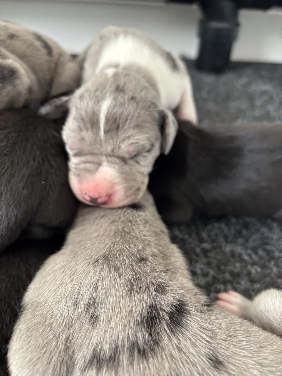 great-dane-puppy-available-utah-brickhouse-danes.jpg