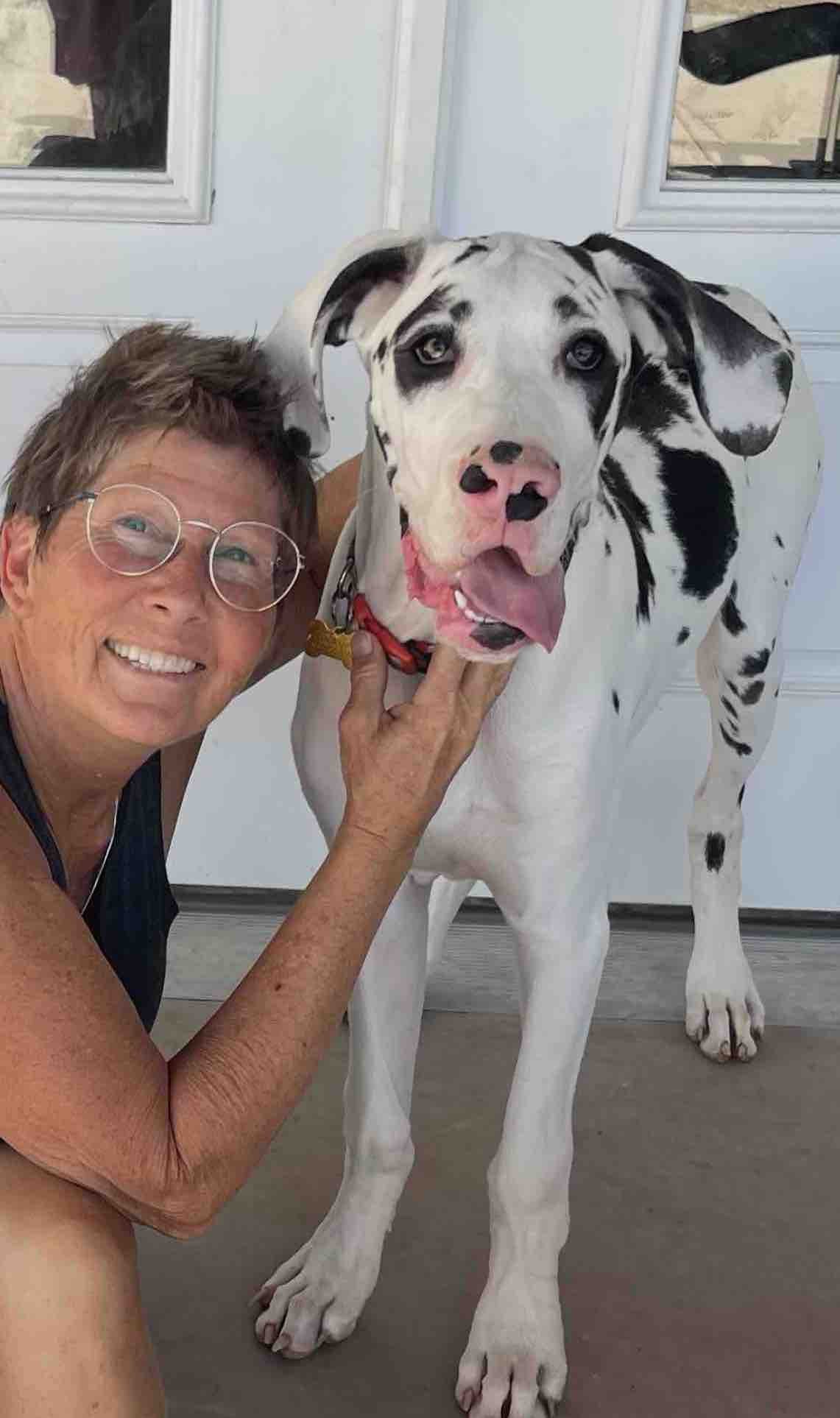 allison-jenson-with-great-dane-breeding-dogs.jpg