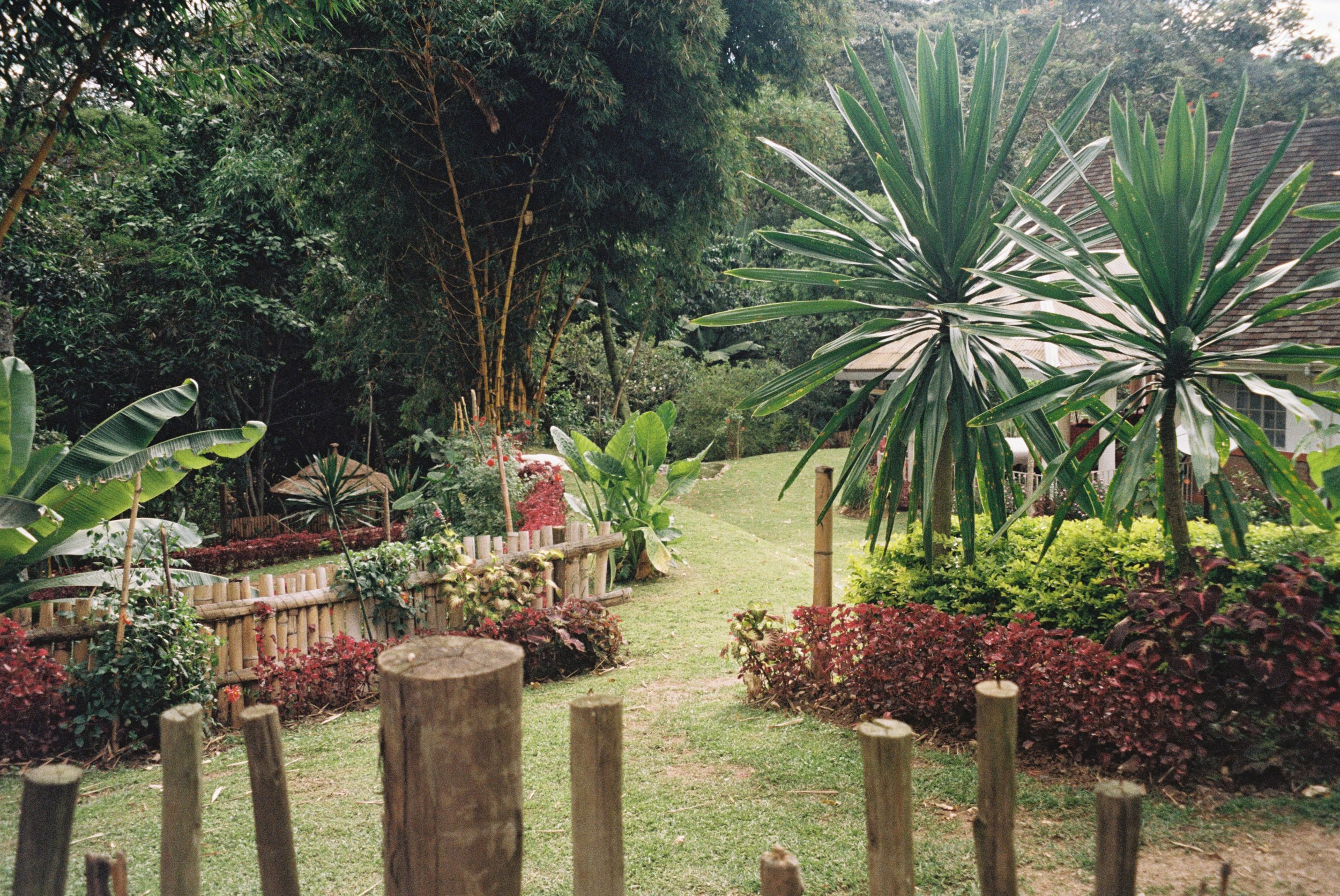 A lush garden pathway with various tropical plants, surrounded by green bushes, small flowers, and a bamboo fence, leading to a house with a tiled roof partially visible in the background.