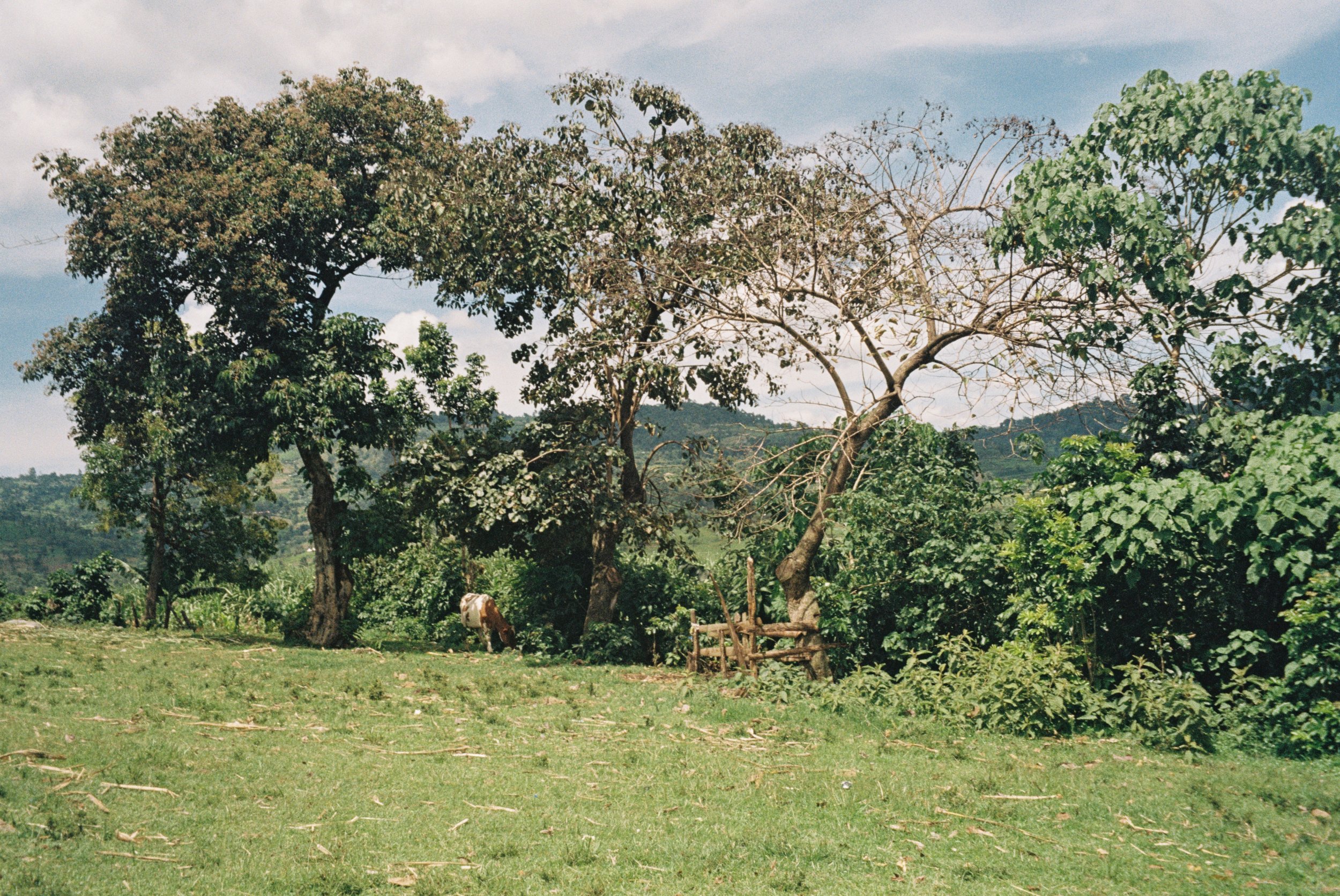 A rural landscape with green grass, trees, and hills in the background. One tree has full leaves, another has few or no leaves. There is a cow grazing near the trees and a simple wooden fence.