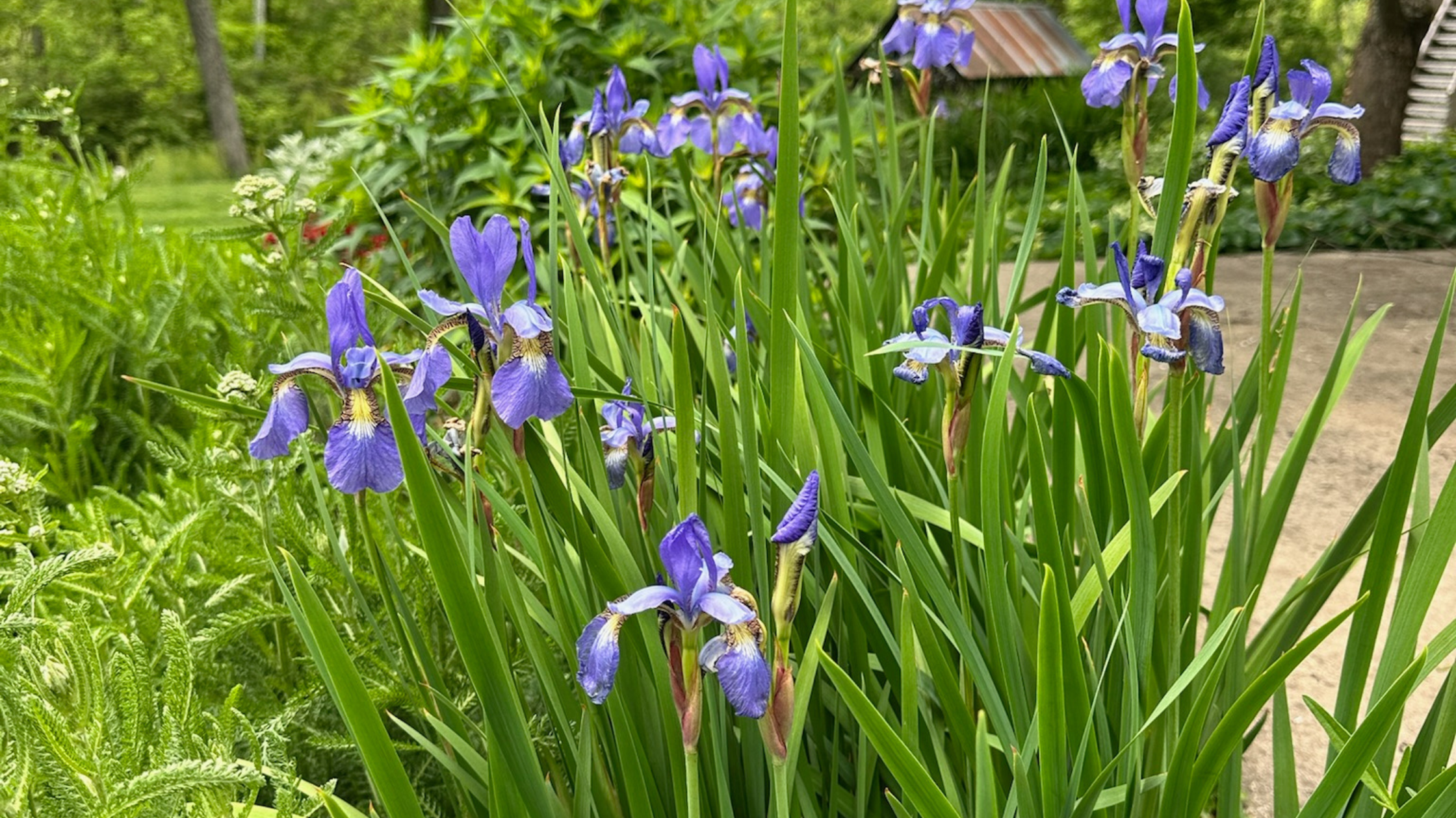 From Compliance to CFO: What an Iris Bed Taught Me About Growth, Space, and More Impactful Client Work