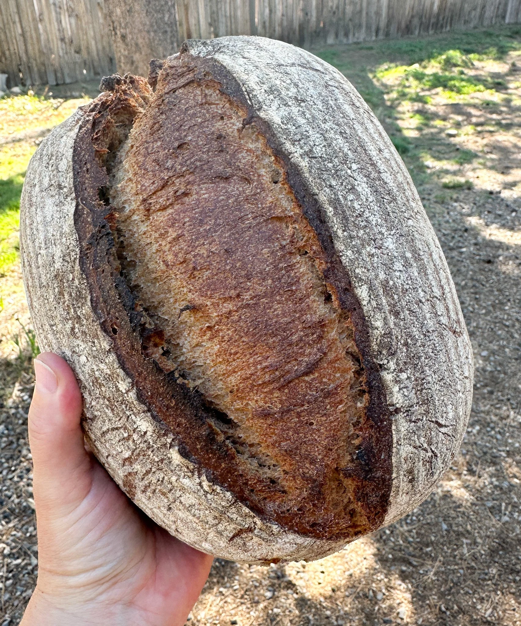 Sourdough Einkorn Batard 