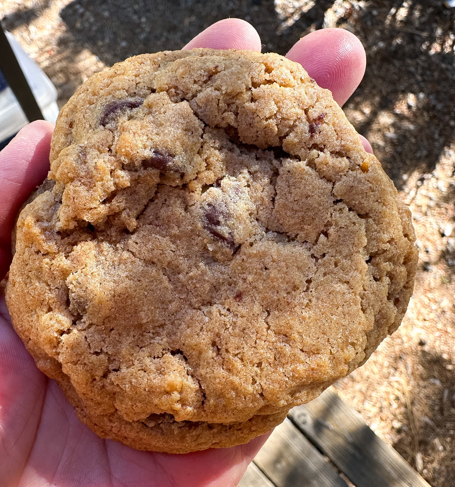 chocolate chip cookie