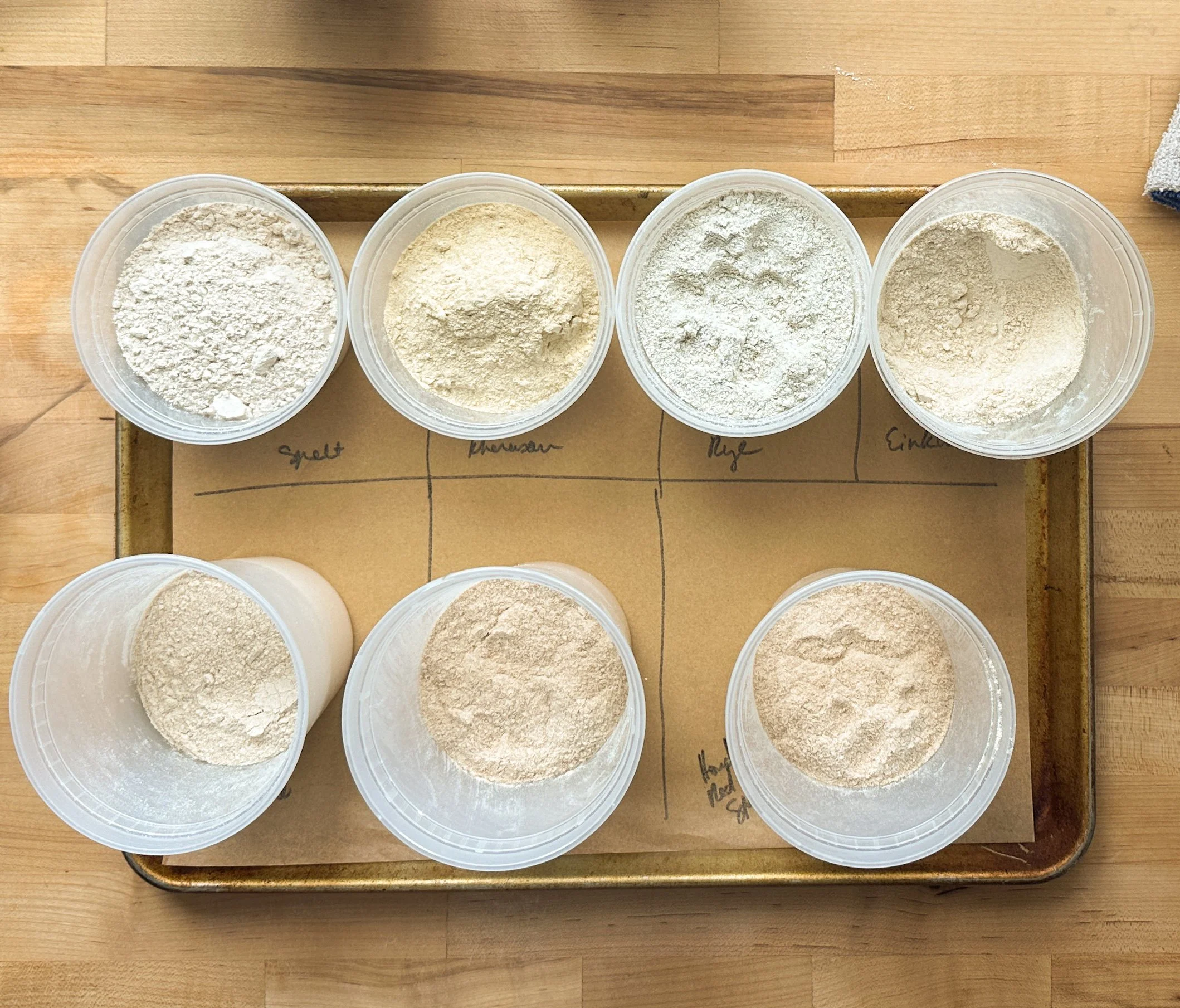 Stone-milled flour comparative test for Spelt, Rye, Khorasan, Hard Red Wheat, Hard White Wheat, and Soft White Wheat.
