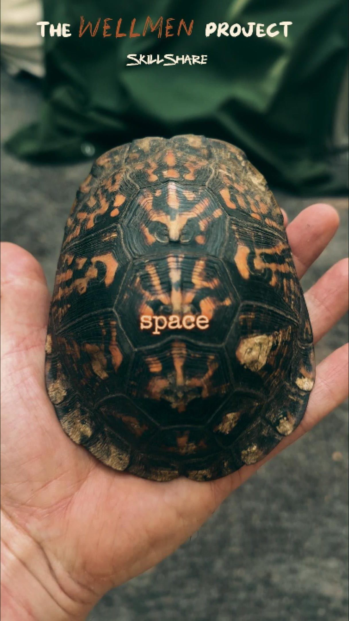The box turtle is an Indigenous lunar map.
Grandmother wisdom came to us in this turtle last week and was our skillshare teacher before our Menswork and lodge.
Each scute on her back carries the memory of ceremony, harvest, rest, and return.
This is