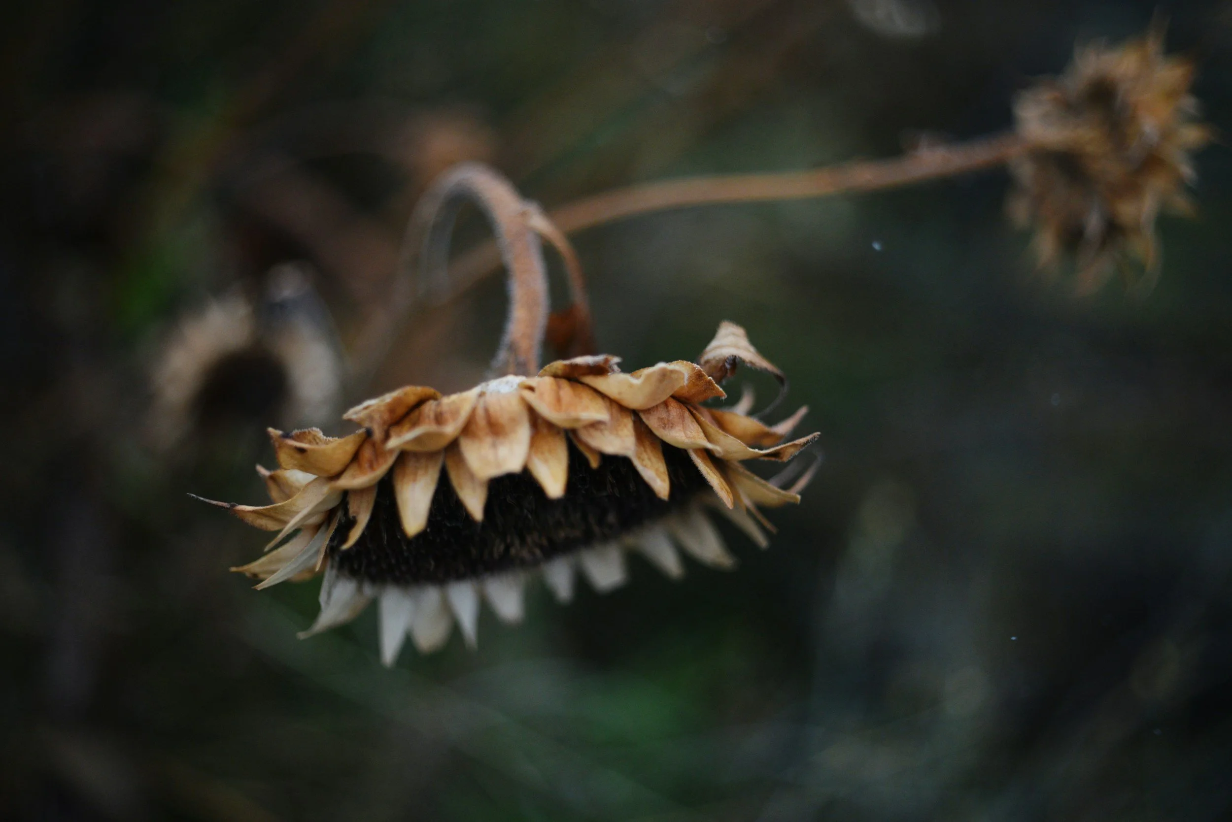 sunflower to represent grief that lasts past what people think is a "normal" grieving period.