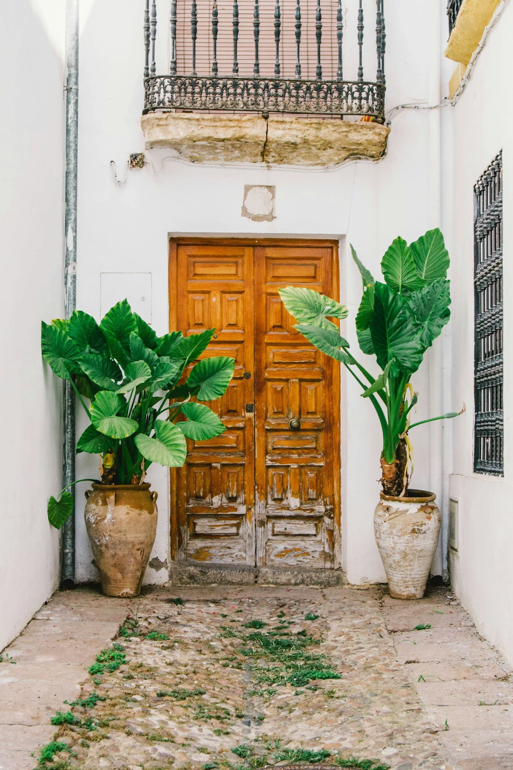 Wooden doorway framed by large potted plants against a white wall