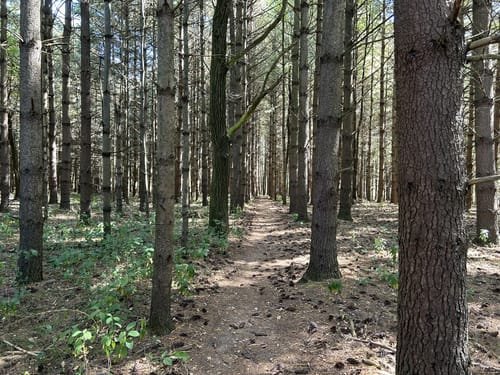 warrior trail.jpeg