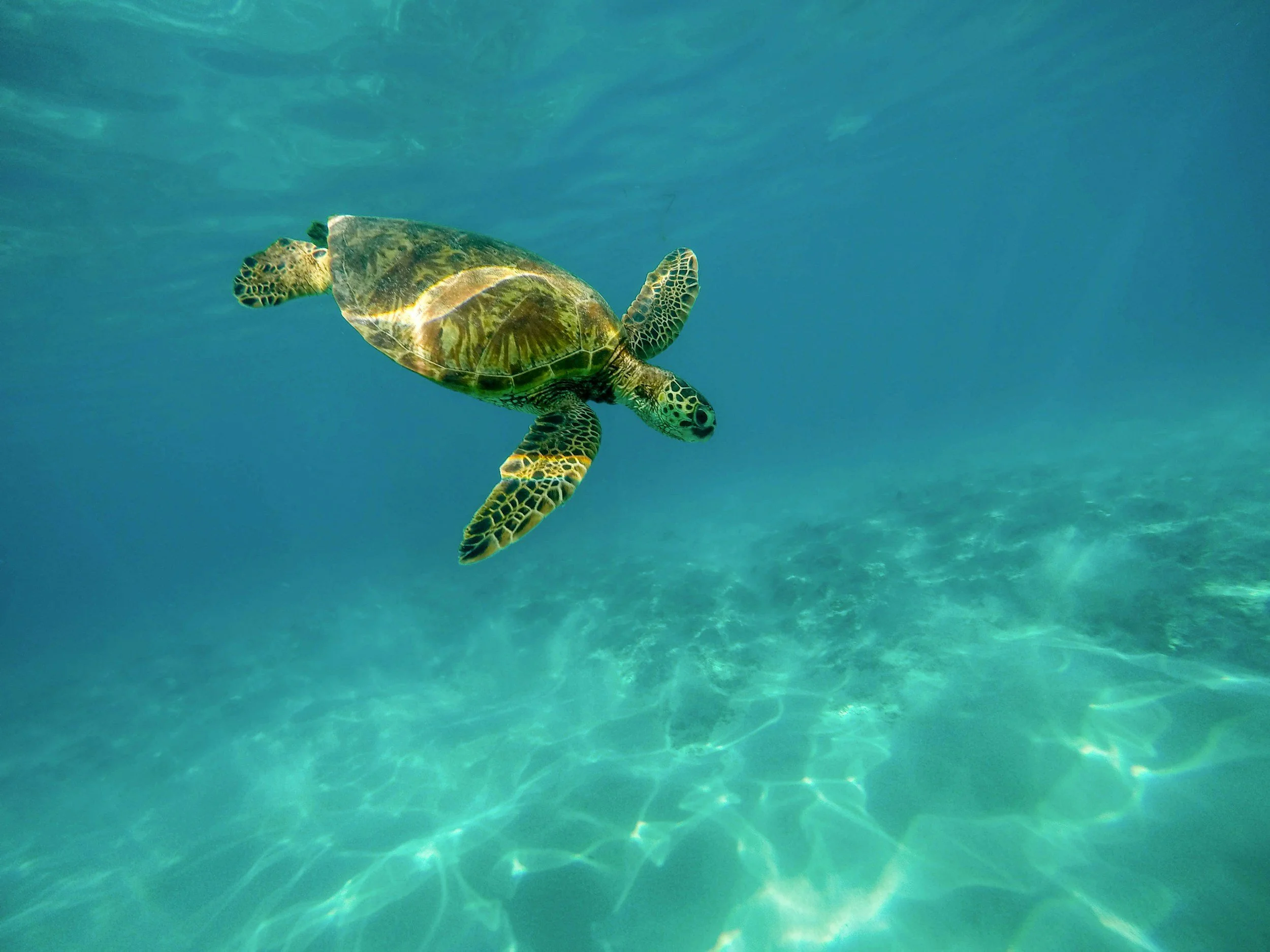 Turtle swimming gracefully through clear, turquoise Caribbean waters, surrounded by sunlight and gentle ripples.