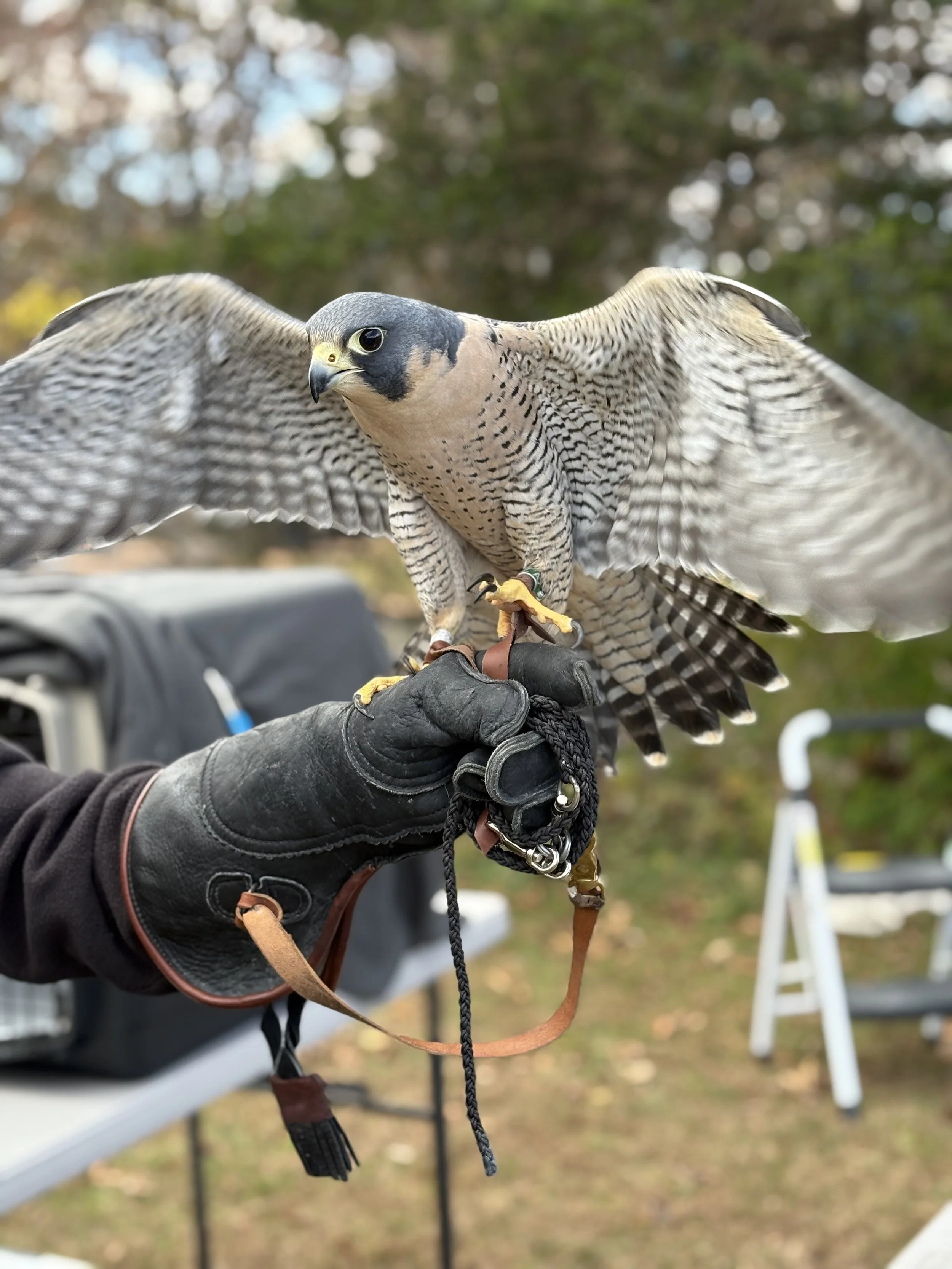 Wild Mountain Birds at Literally Books