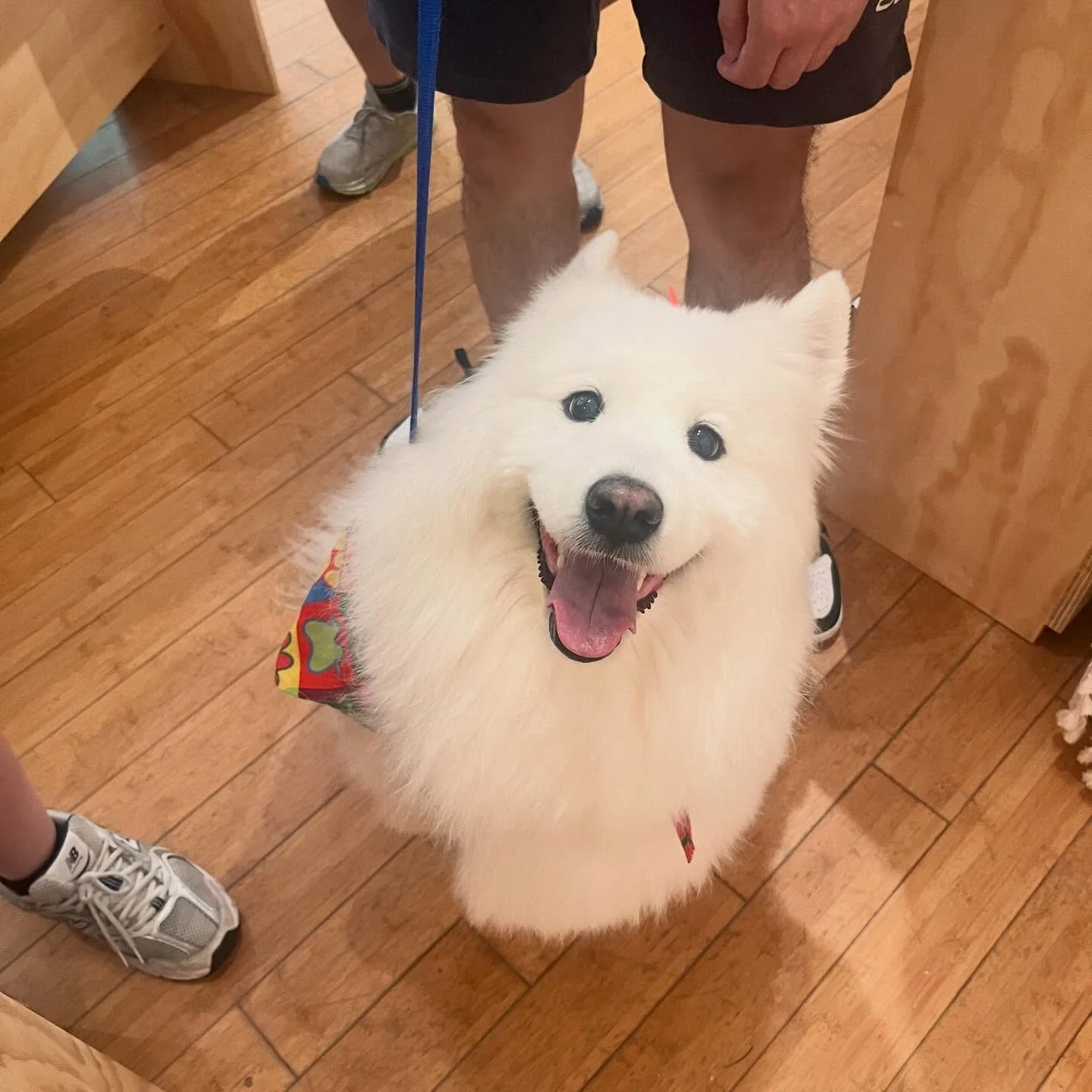 Yesterday Milk was able to beat the heat in our cool shop! We are here with books and AC every day 11-5.