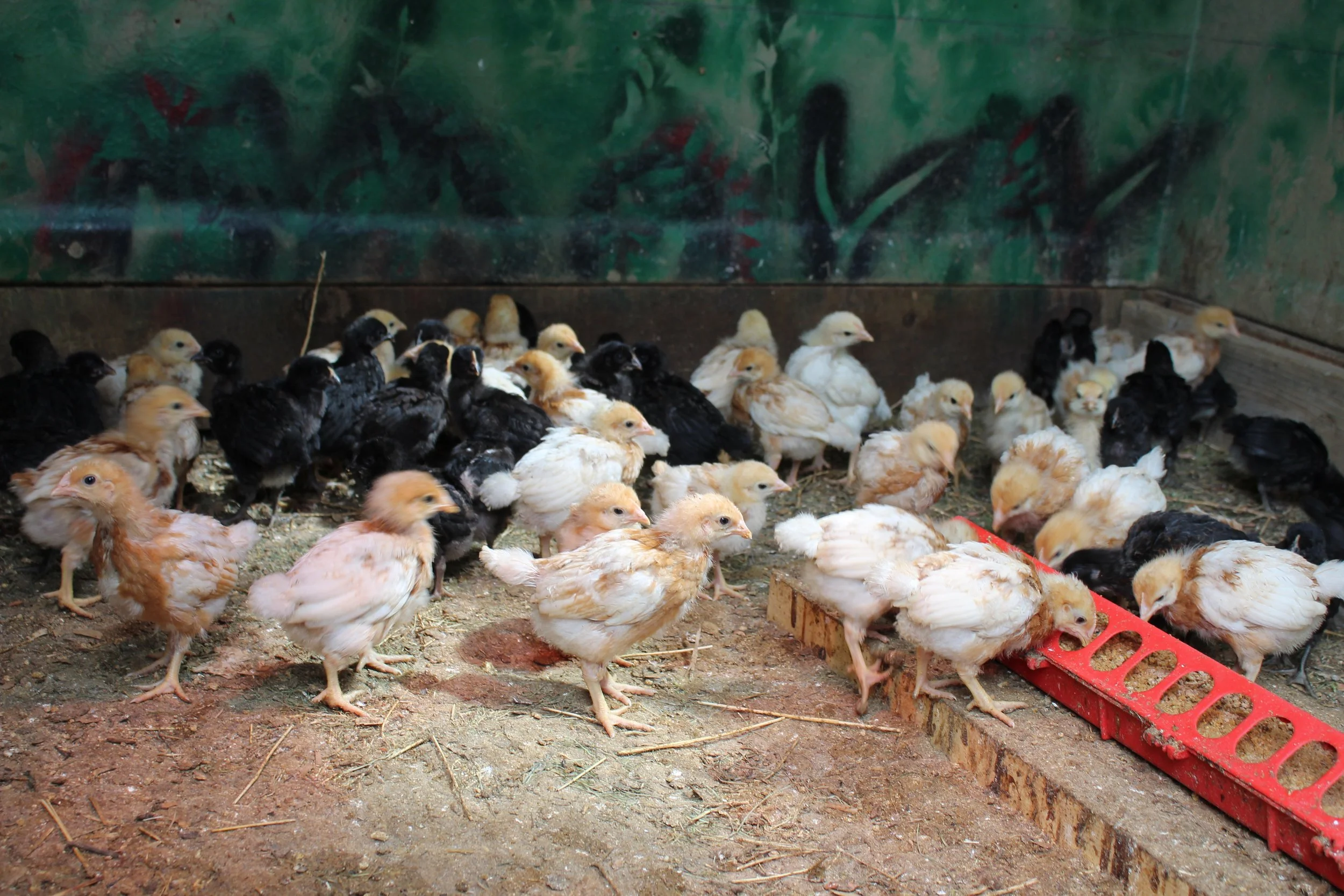 Clutch of red star and black star chicks
