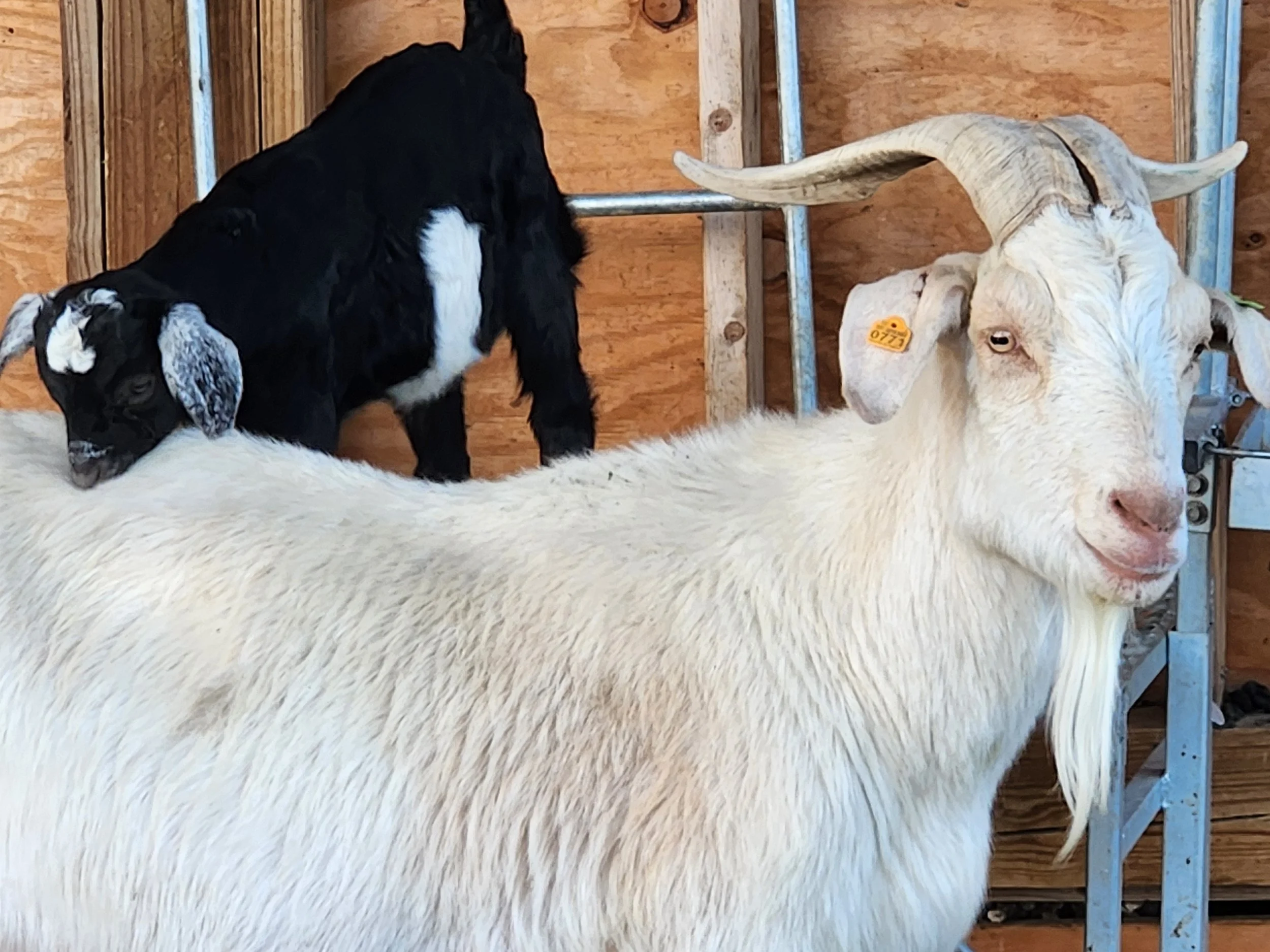 White Kiko doe with black buckling