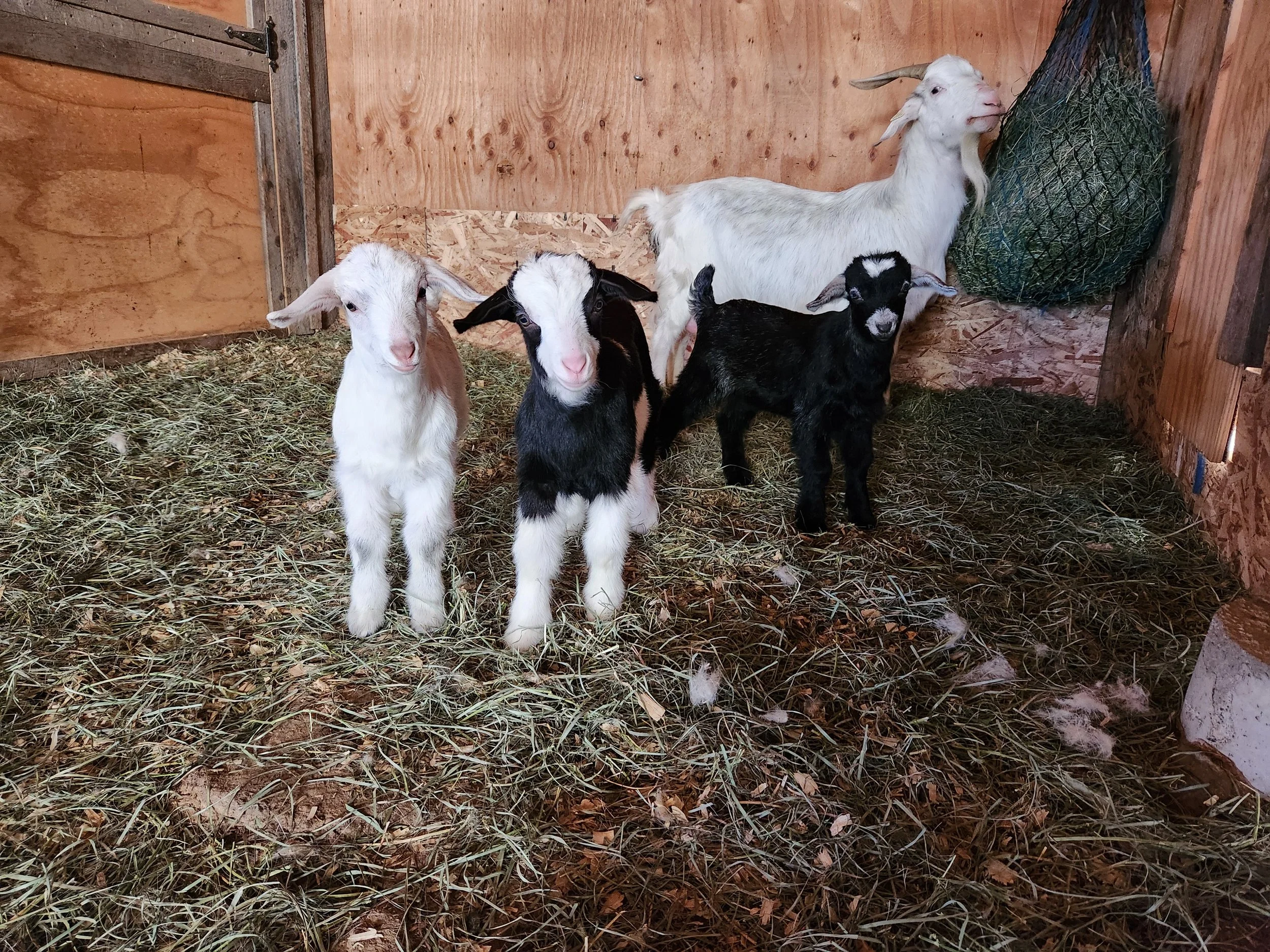 20250502_Pink Family Portrait.jpg