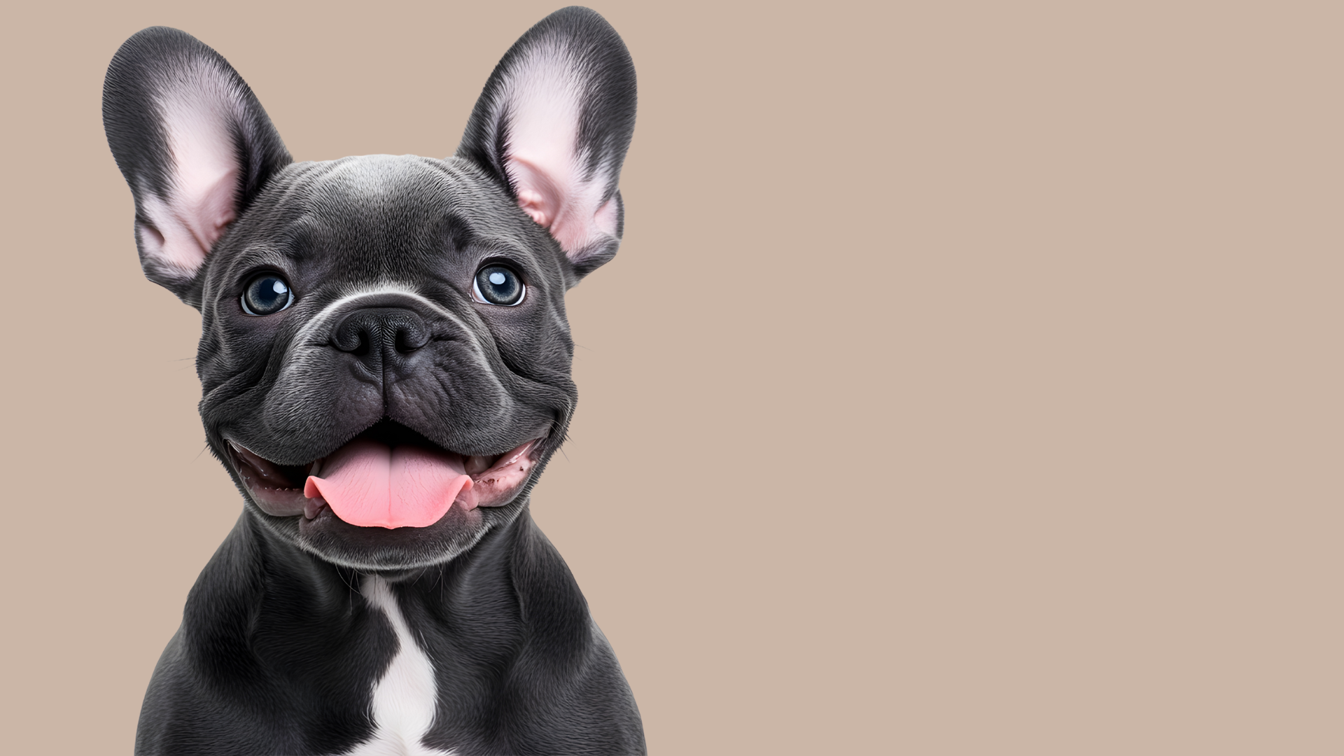 Live in Queens Park, Kensal or Notting Hill? Here’s how to choose a dog groomer without stressing your dog