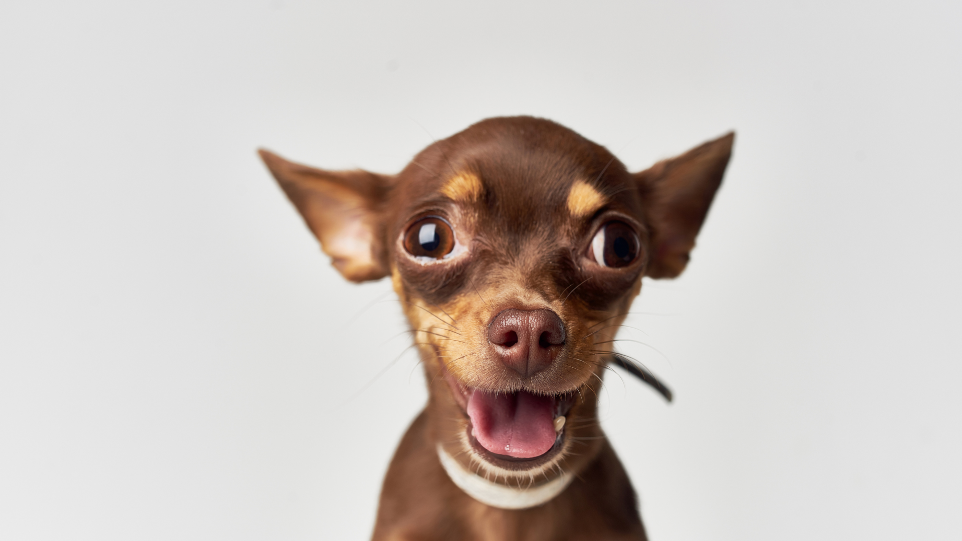 Signs your dog hates the groomer (and what to do)