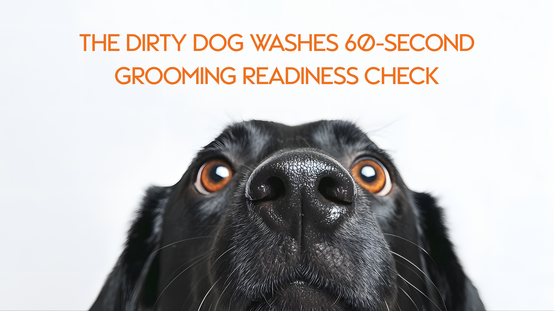 Is your dog trying to tell you something?