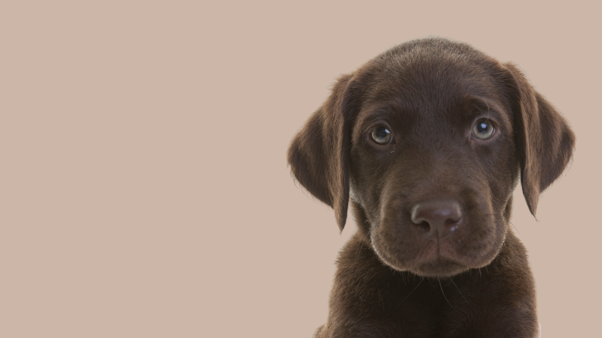 Puppy love, a puppy’s first groom. When to start and how to make it positive.
