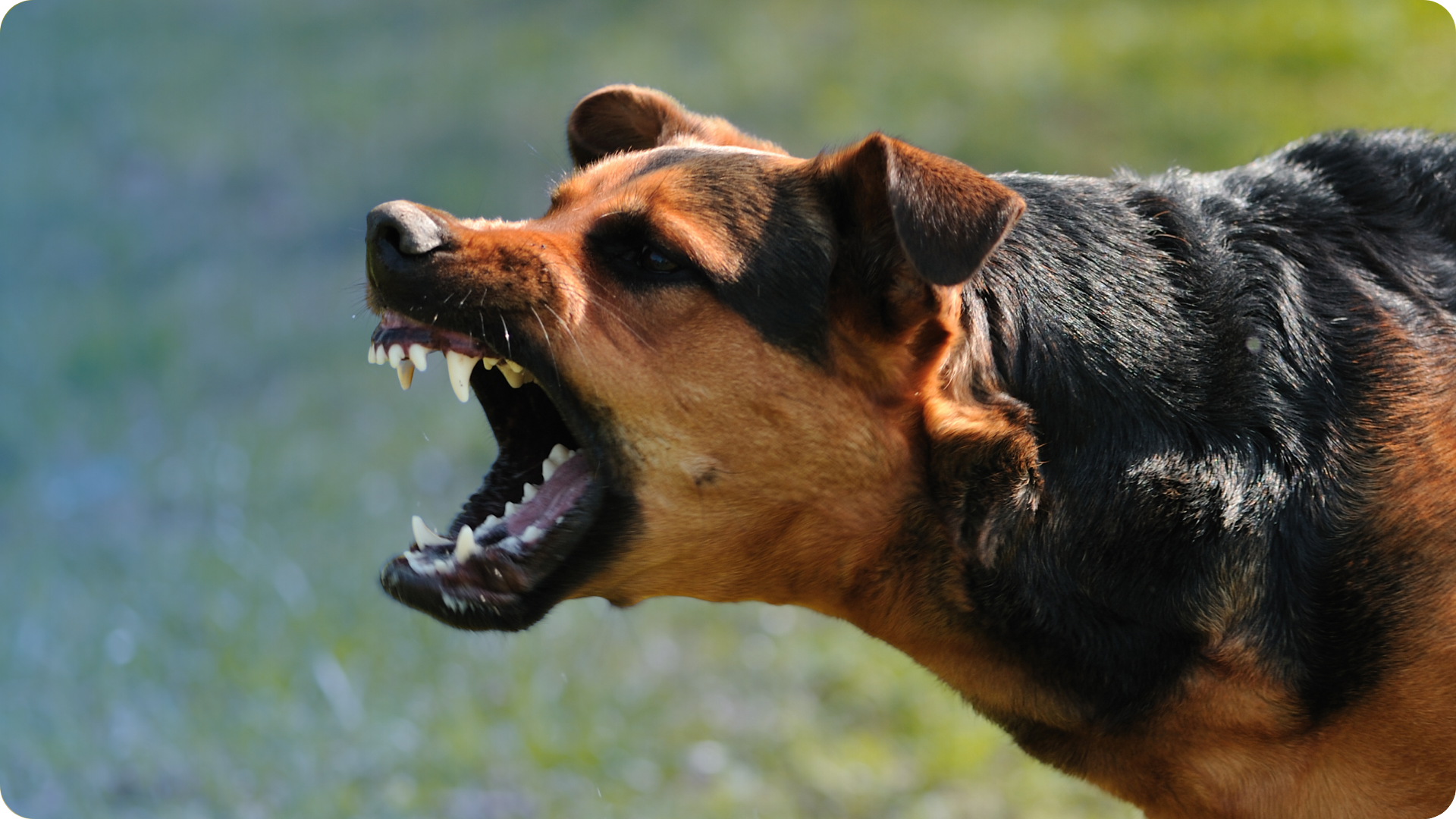 What most dog bite victims don't know