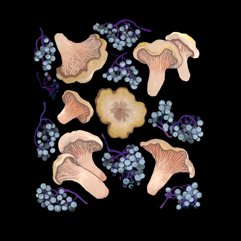 White chanterelles (and elderberries)