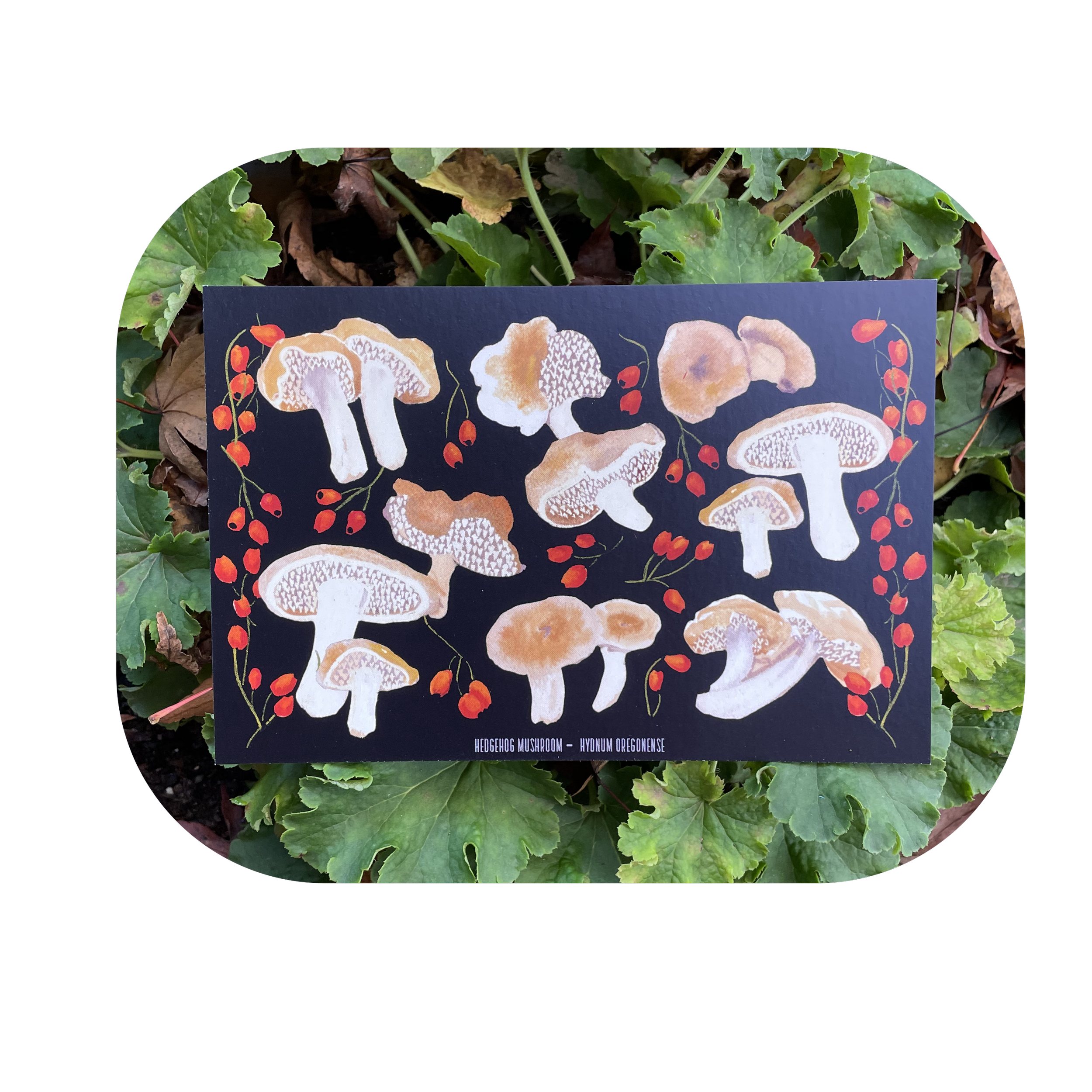 Hedgehog Mushroom Postcard