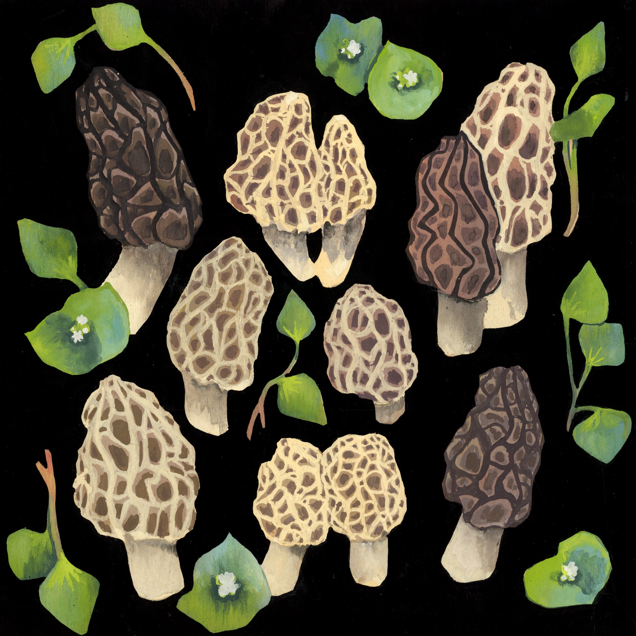 Morel Mushrooms 8" x 8" Signed Print